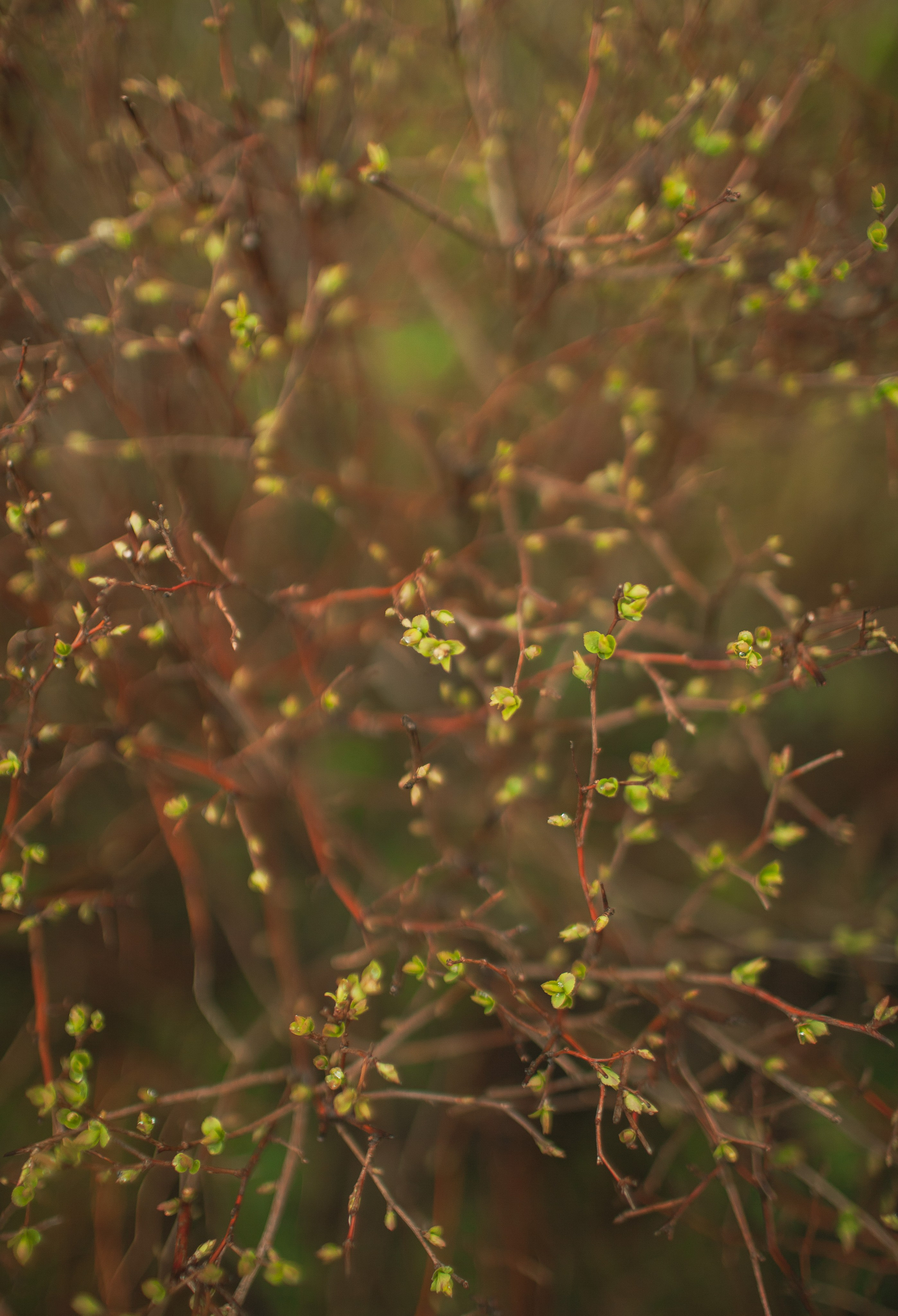 Пробуждение весны