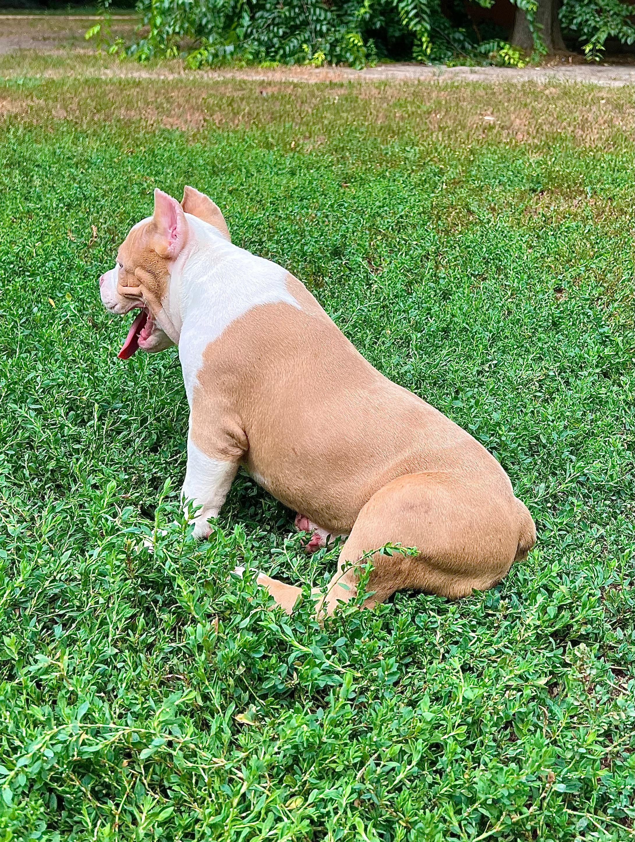 Помет Каспер и Адель. 08.05.25. Американский Булли в г. Ростов-на-Дону. Питомник THE POWER OF SIBERIA