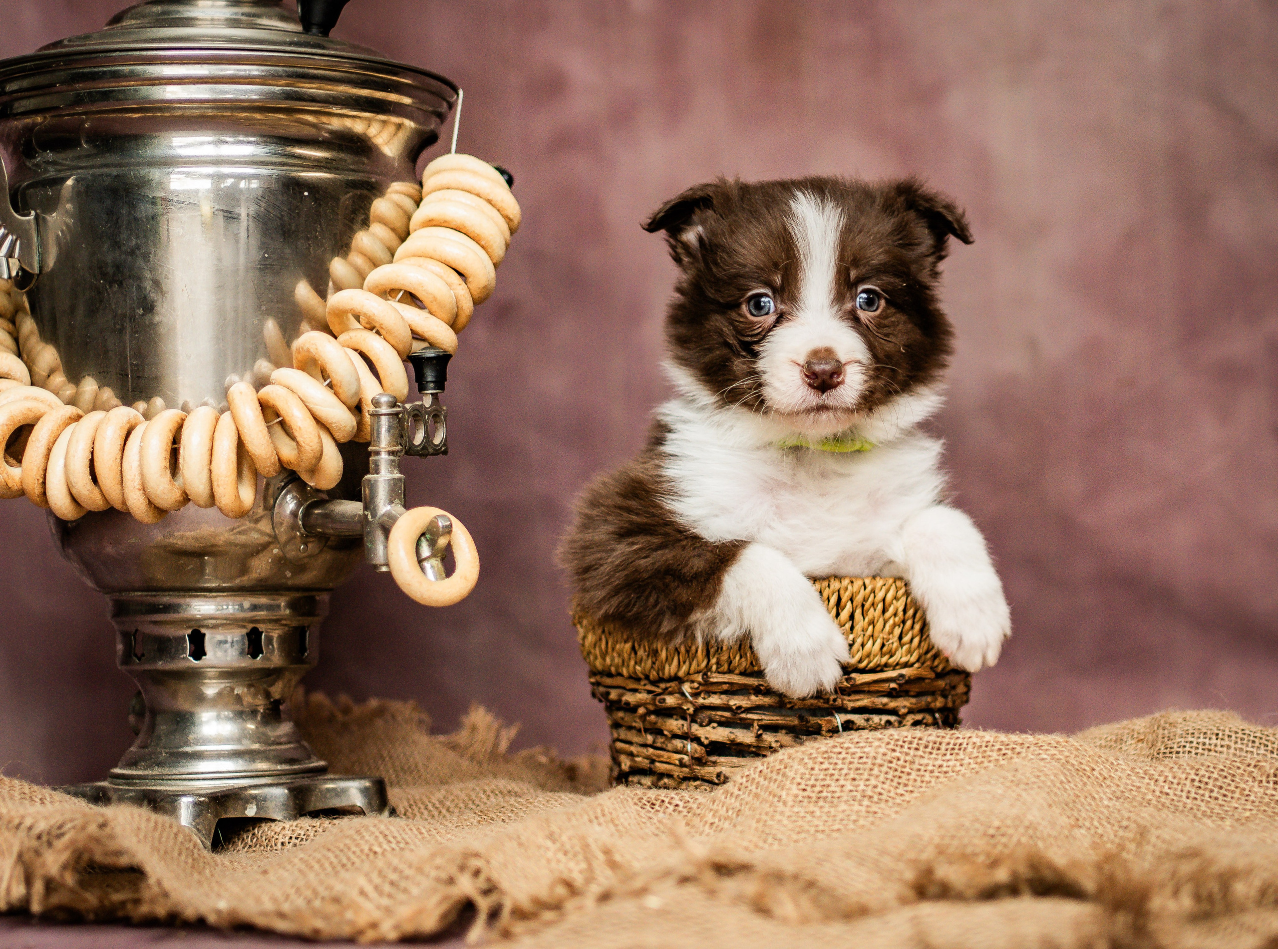 Фритсвит. Семейный фотограф Ефремова Виктория