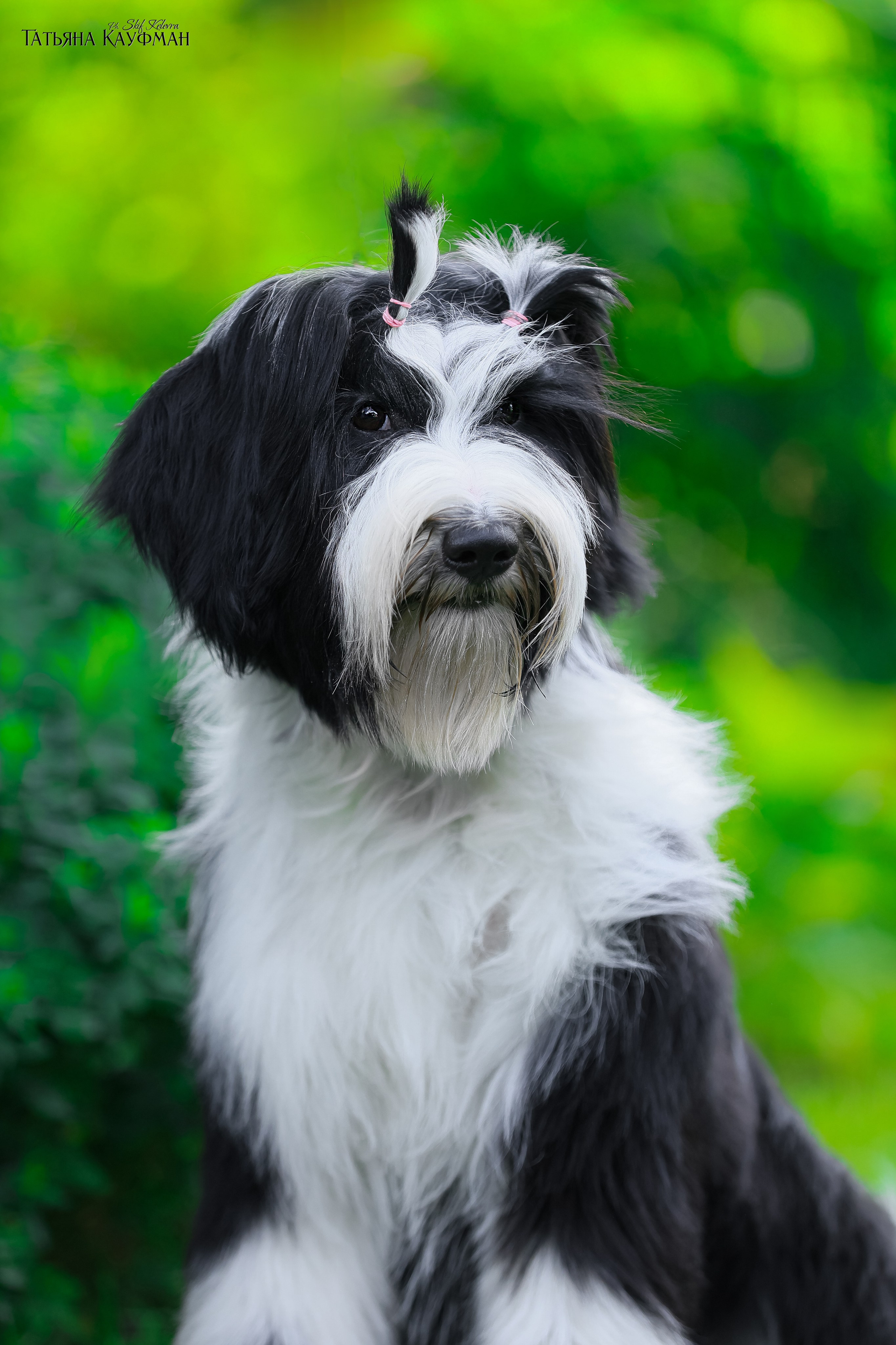 Тибетские терьеры. Фотограф Анималист из Новосибирска Татьяна Кауфман