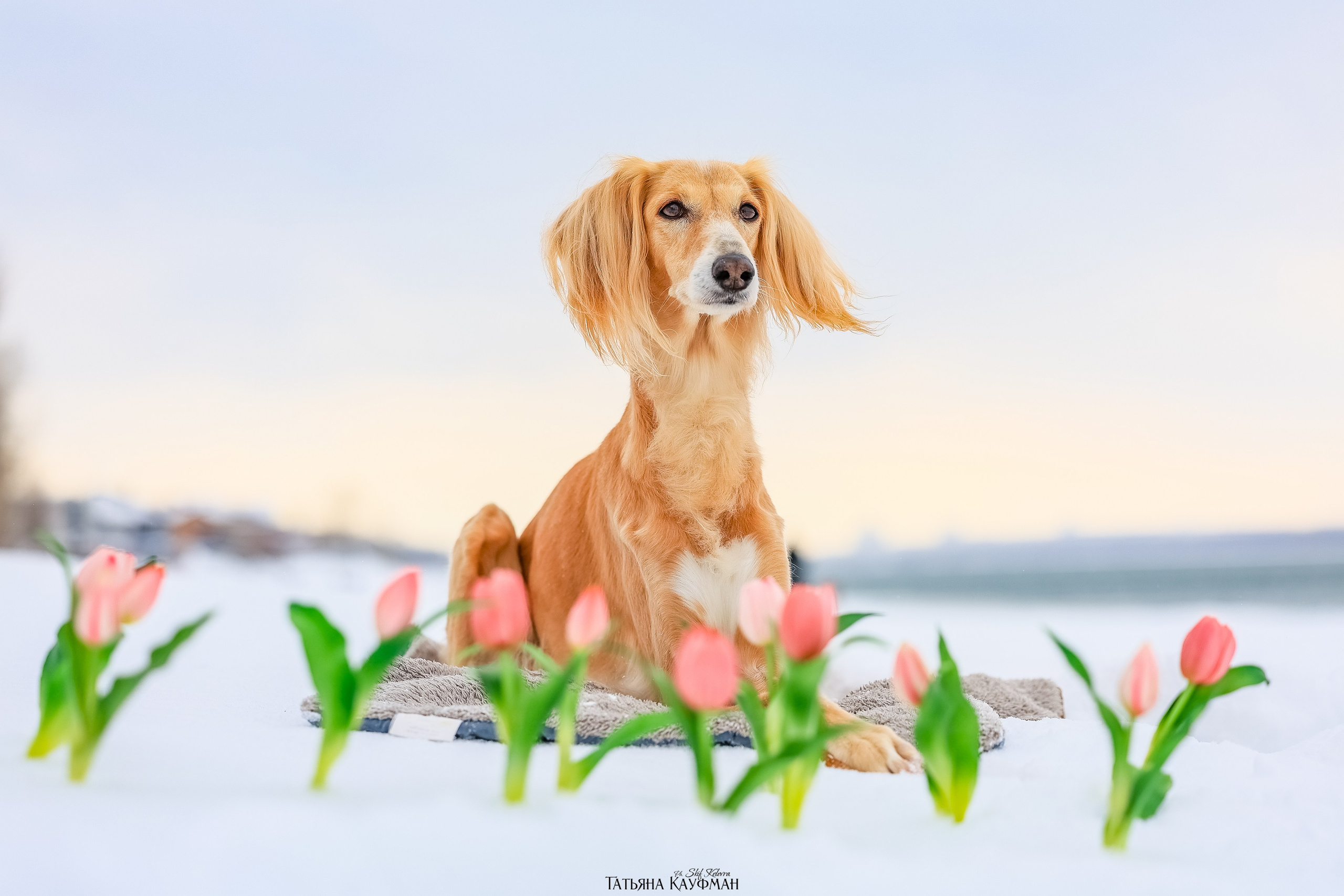 Салюки Флай и Лира. Фотограф Анималист из Новосибирска Татьяна Кауфман