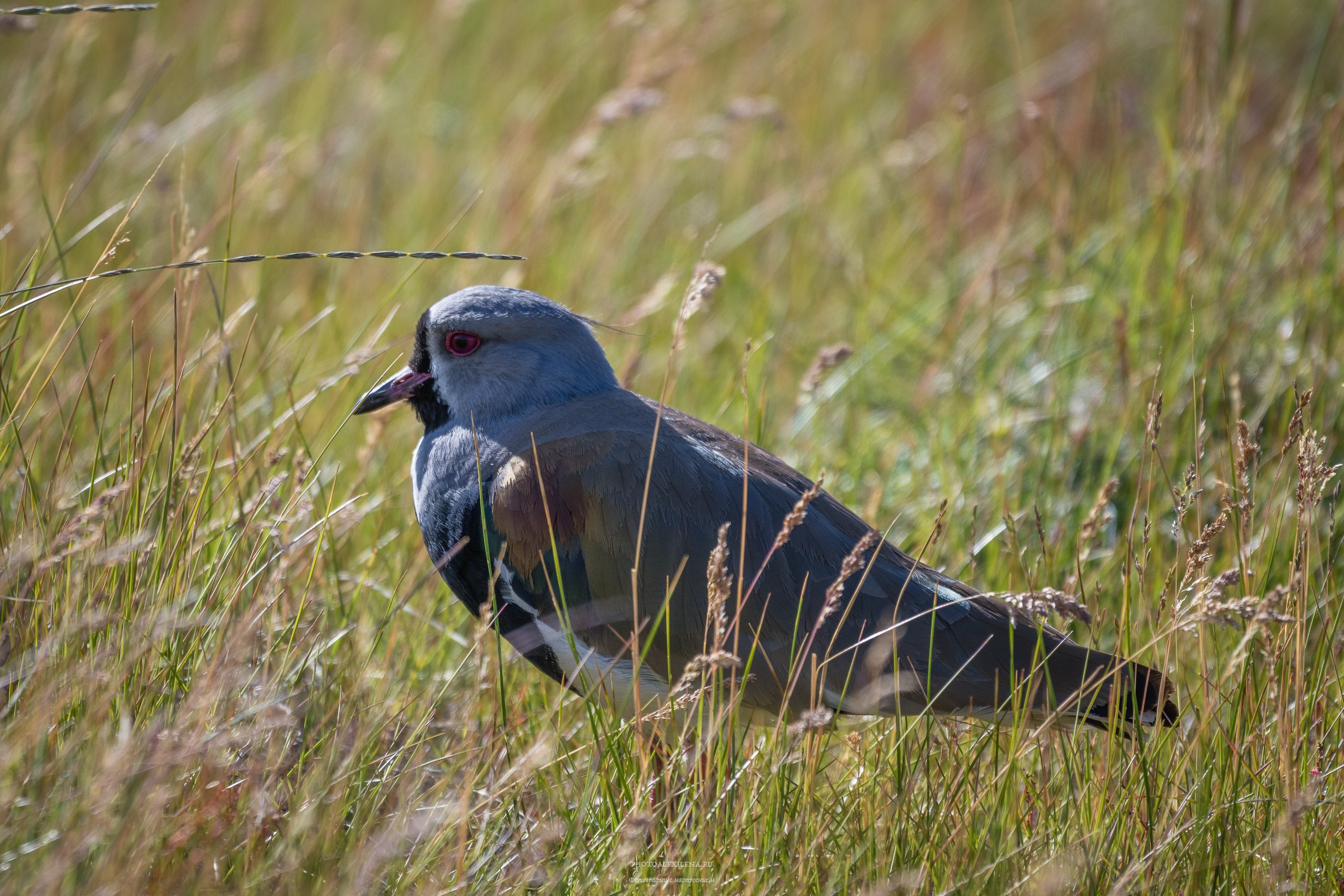 Ледник Перито-Морено, Лагуна Нимез и озеро Архентино. Авторские стильные фотокартины