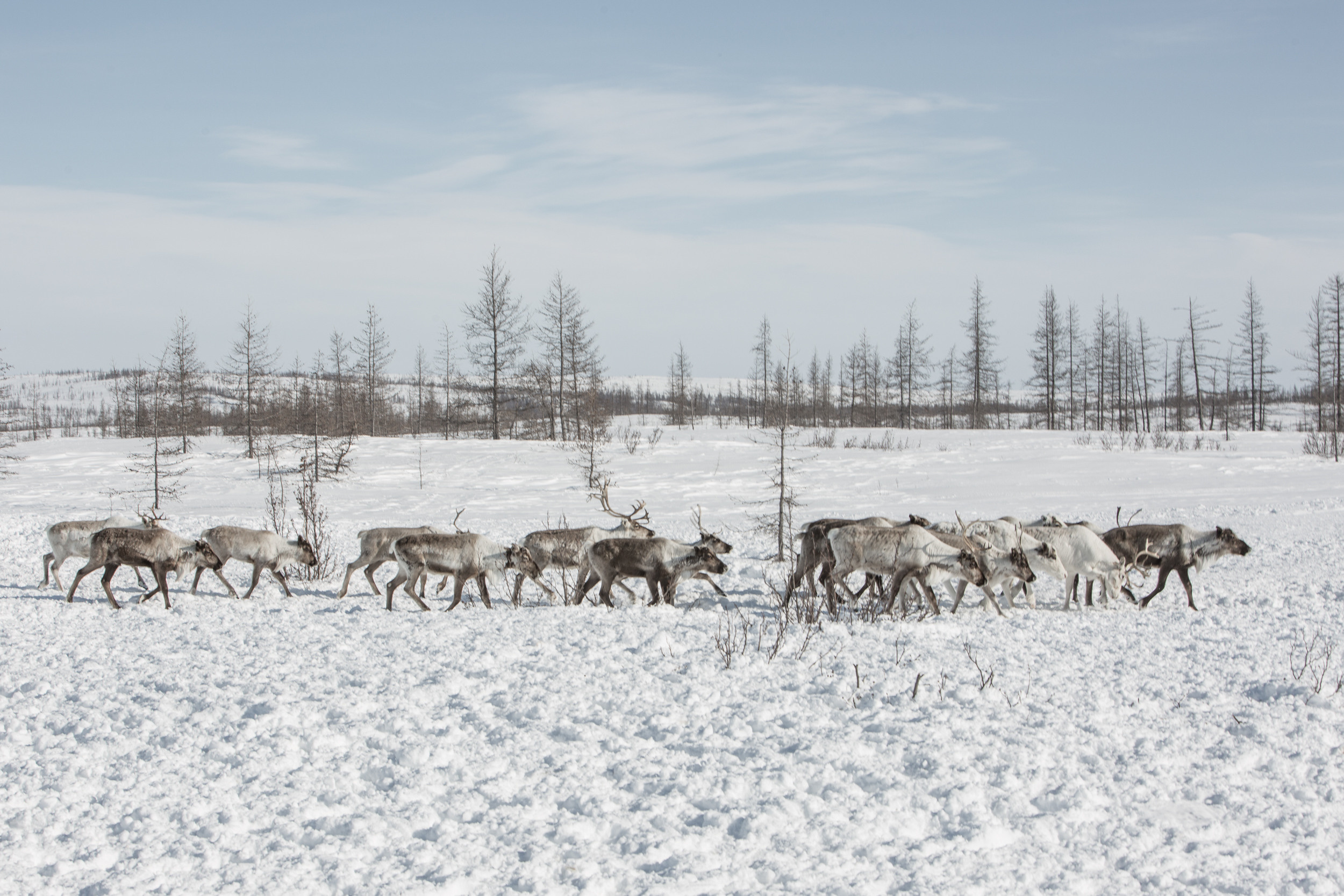 People of tundra. Yulia Nevskaya, documentary photographer and photojournalist