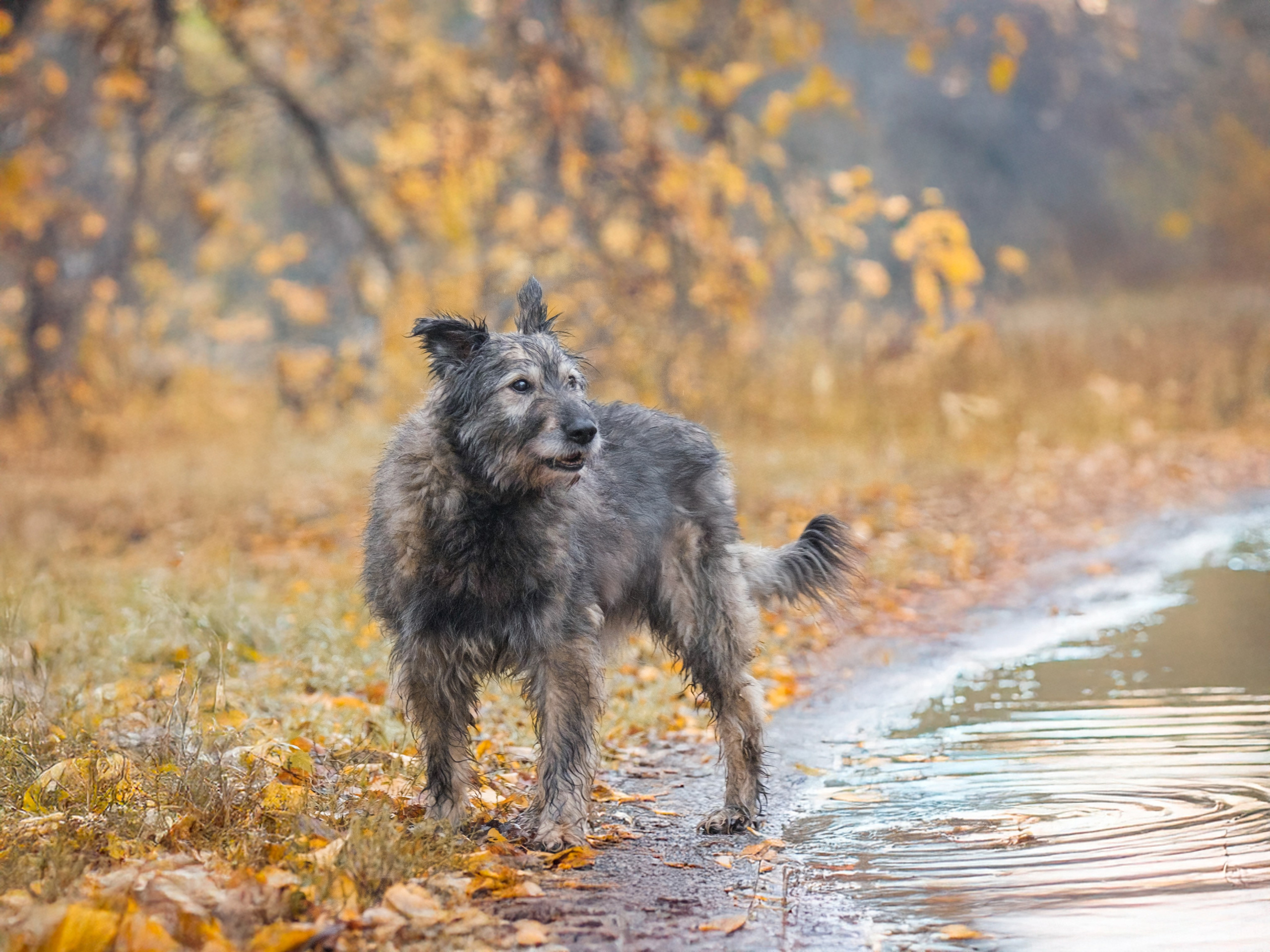 Съемки для пристройства!. Зоофотограф, фотограф животных в Москве и области Дина Дамоцева