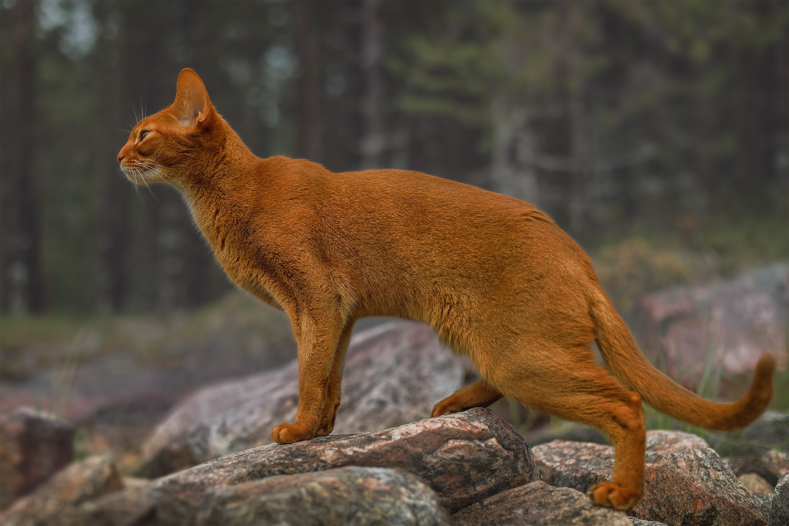 Котики. Сайт фотографа Елены Михайловой. Фотосессии на пленэре в Сестрорецке