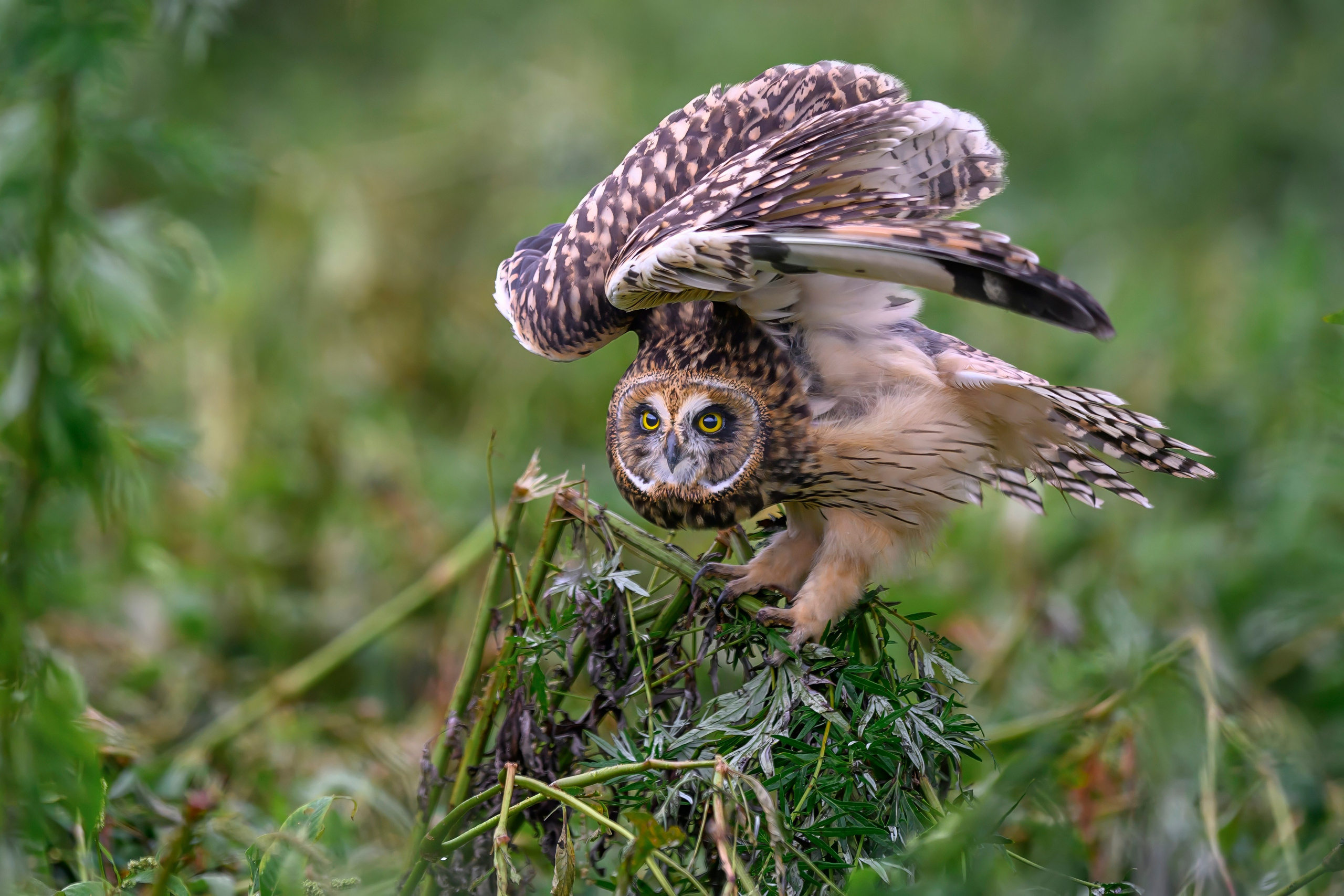 Совята и тест фотоштатива на дверь авто. Owlets and Test of DIY Window Mount. Wildlife photography by Sergey Puponin