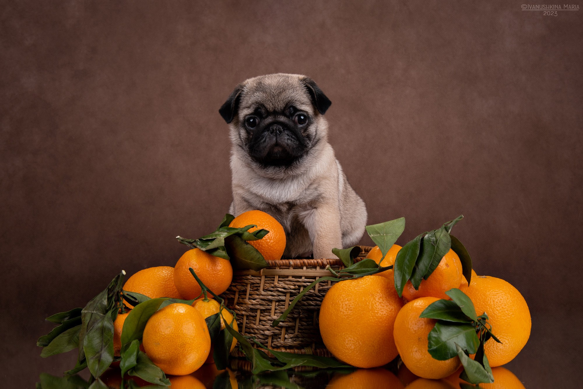 щенок мопса