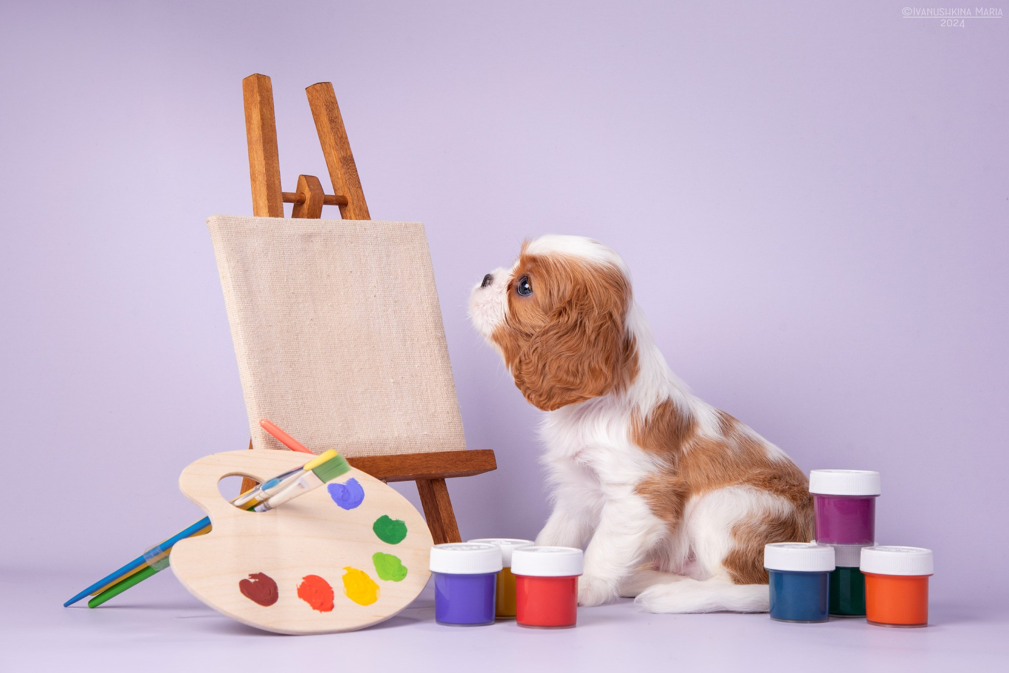 Фотосессия щенков на фонах. Фотограф собак в Москве и Московской области Иванушкина Мария