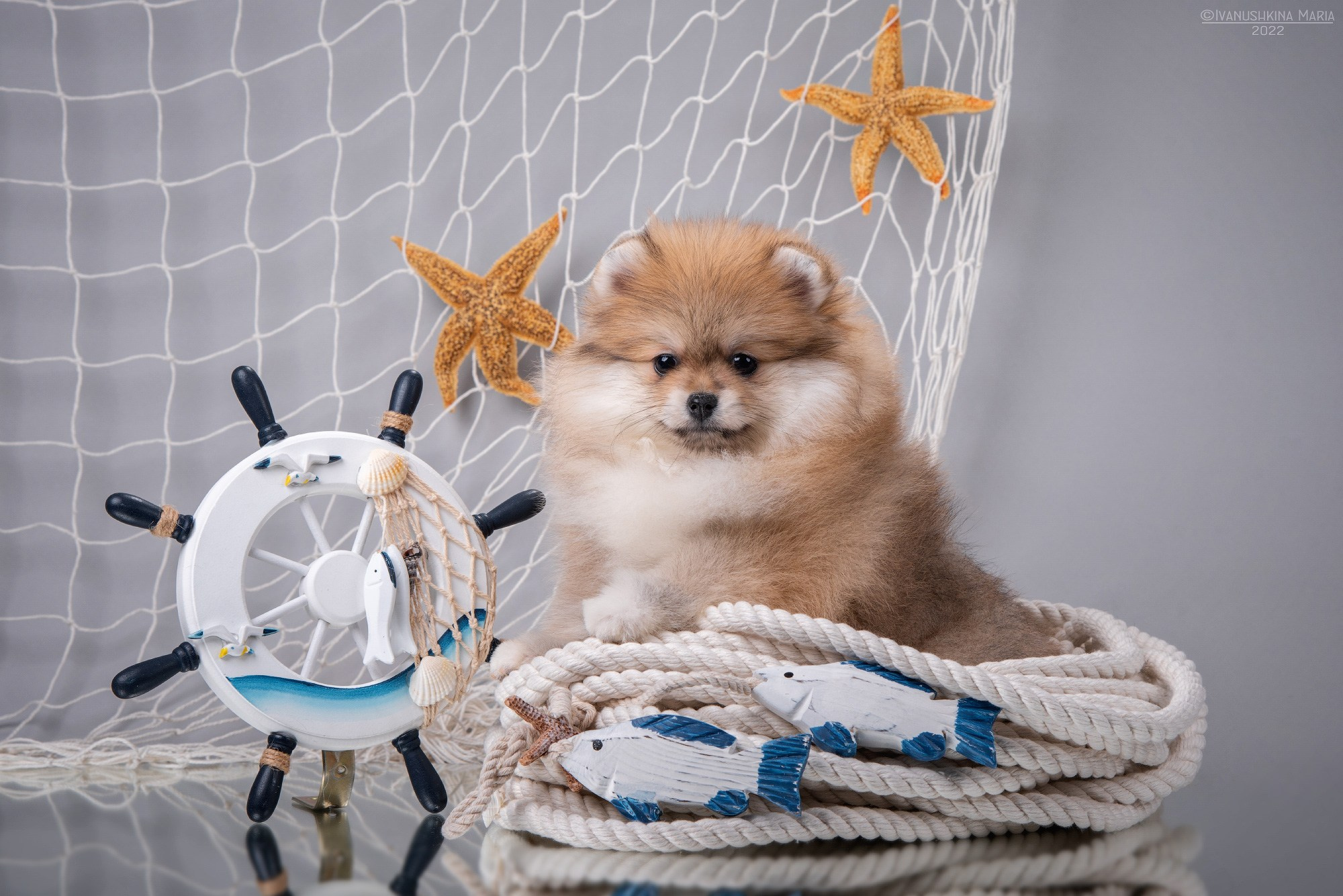 Фотосессия щенков на фонах. Фотограф собак в Москве и Московской области Иванушкина Мария