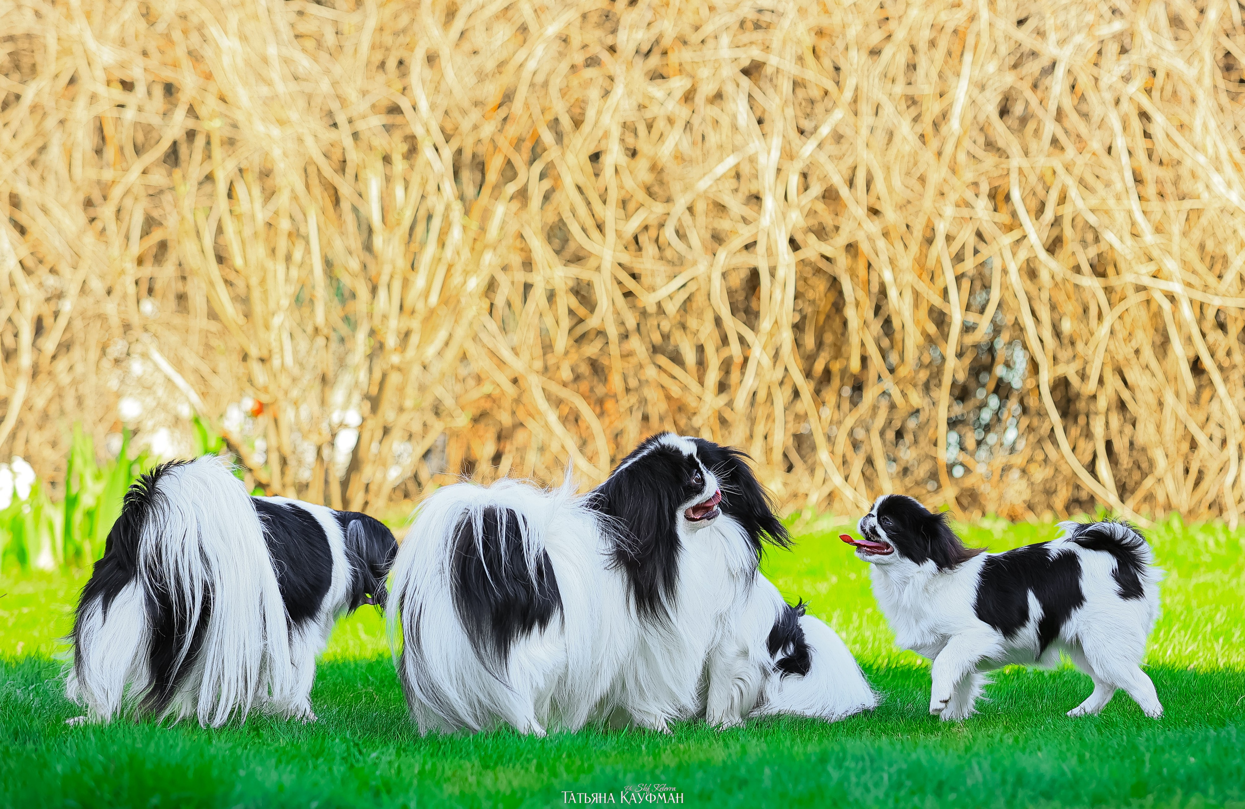Японский хин, фотография японский хин, собака в цветах, красивая собака, фотограф анималист, фотокурс Анималистика, научиться фотографировать собак, фотограф Новосибирск