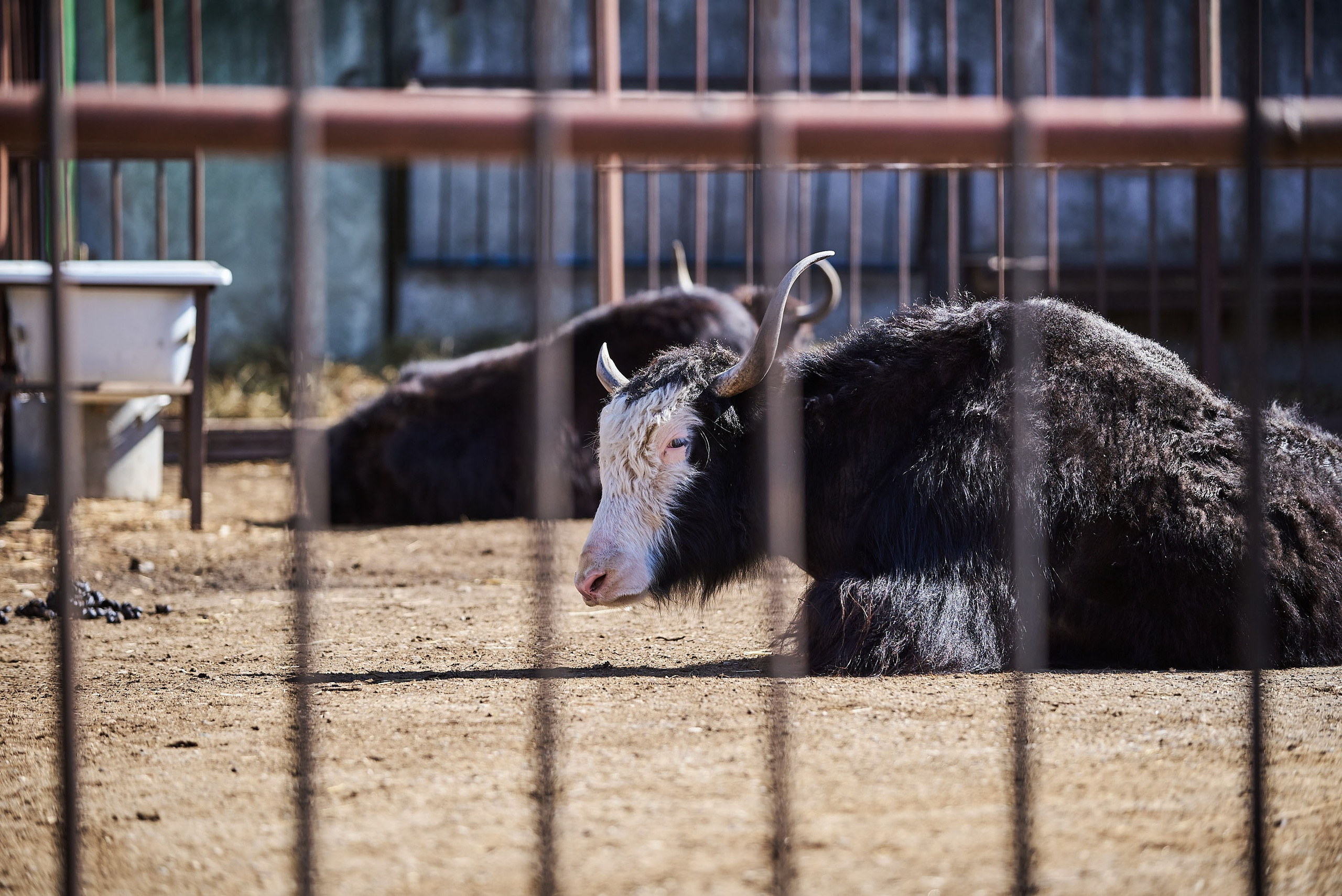 Зоопарк Иваново. Фотограф в Иваново: Каталожная съемка одежды и постельного белья, Wildberries