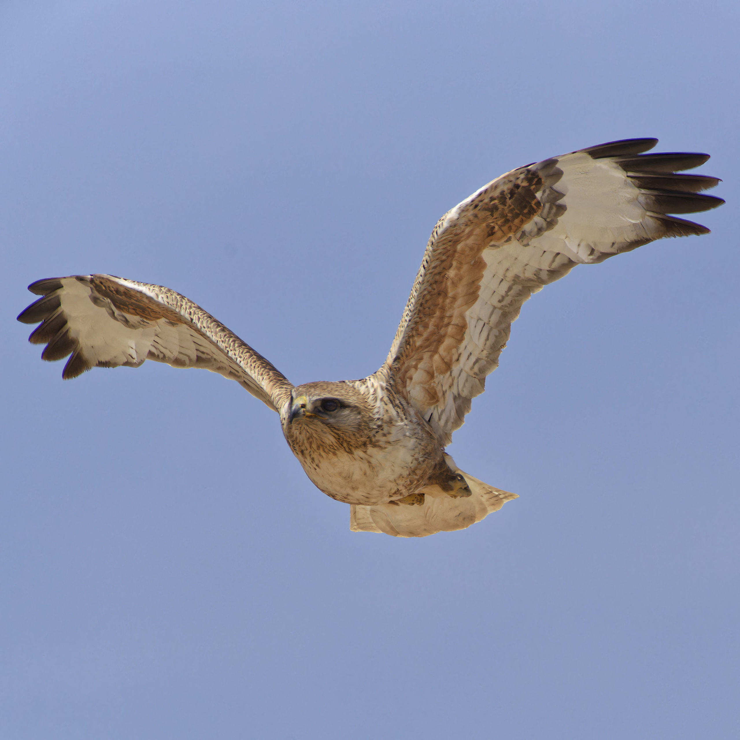 Экспедиция в Монголию (котловина больших озер). Семоха Валерий. Фотограф