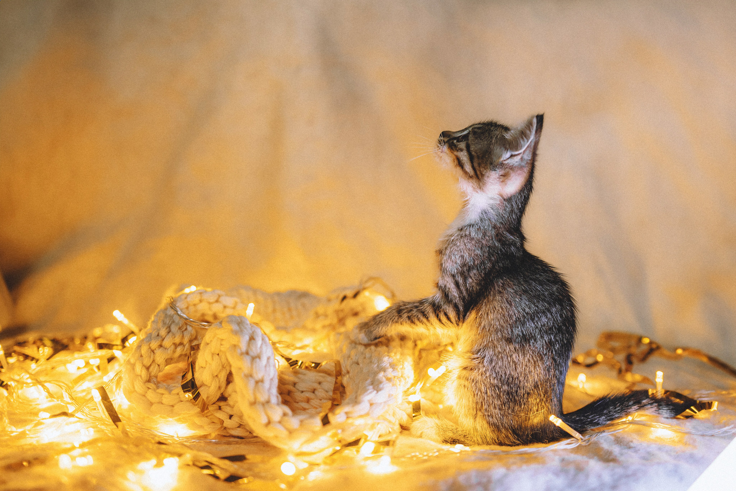 Более 30 идей для фотосессии с котенком