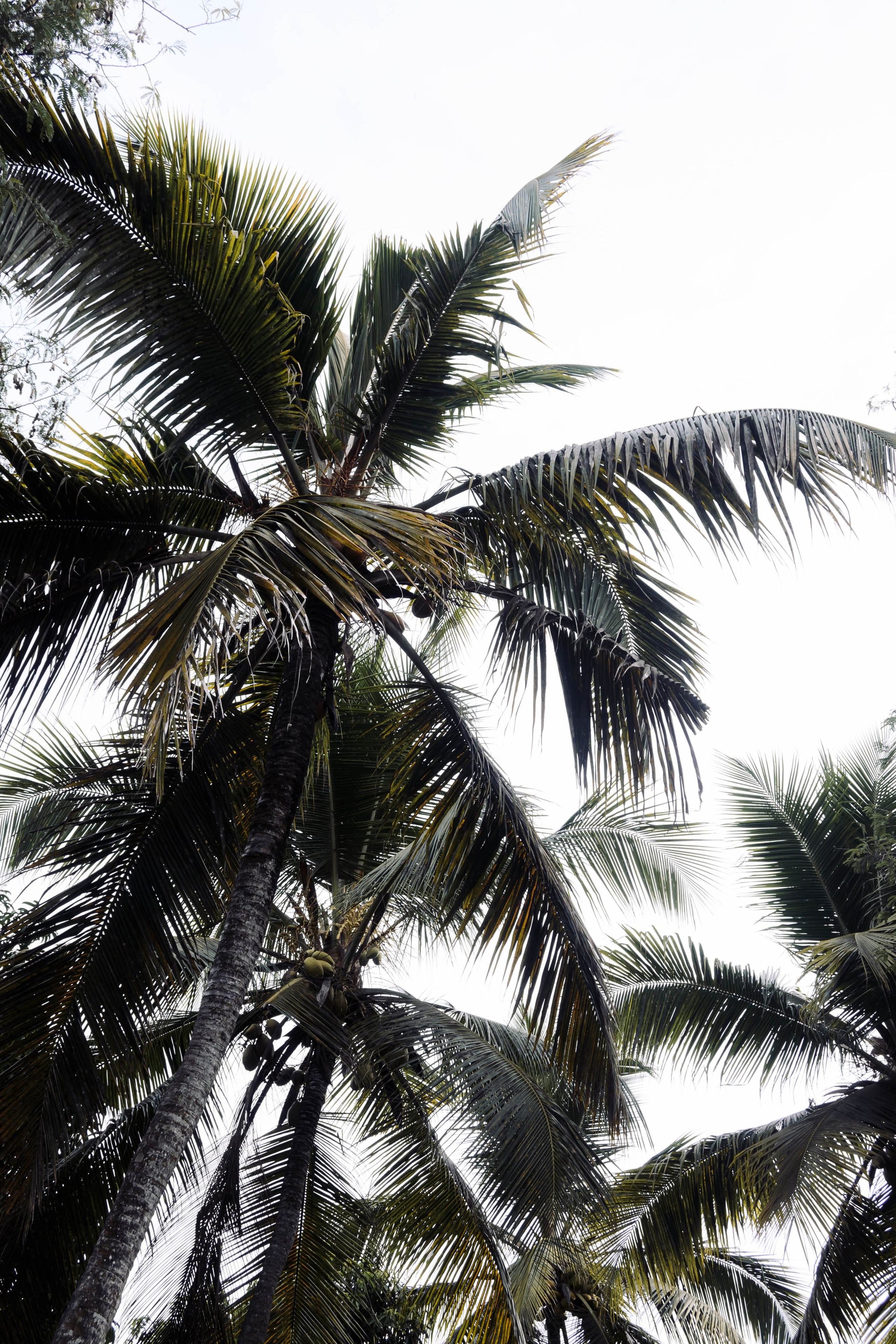 ИНДИЯ. Фотограф Анастасия Броварник в Санкт-Петербурге