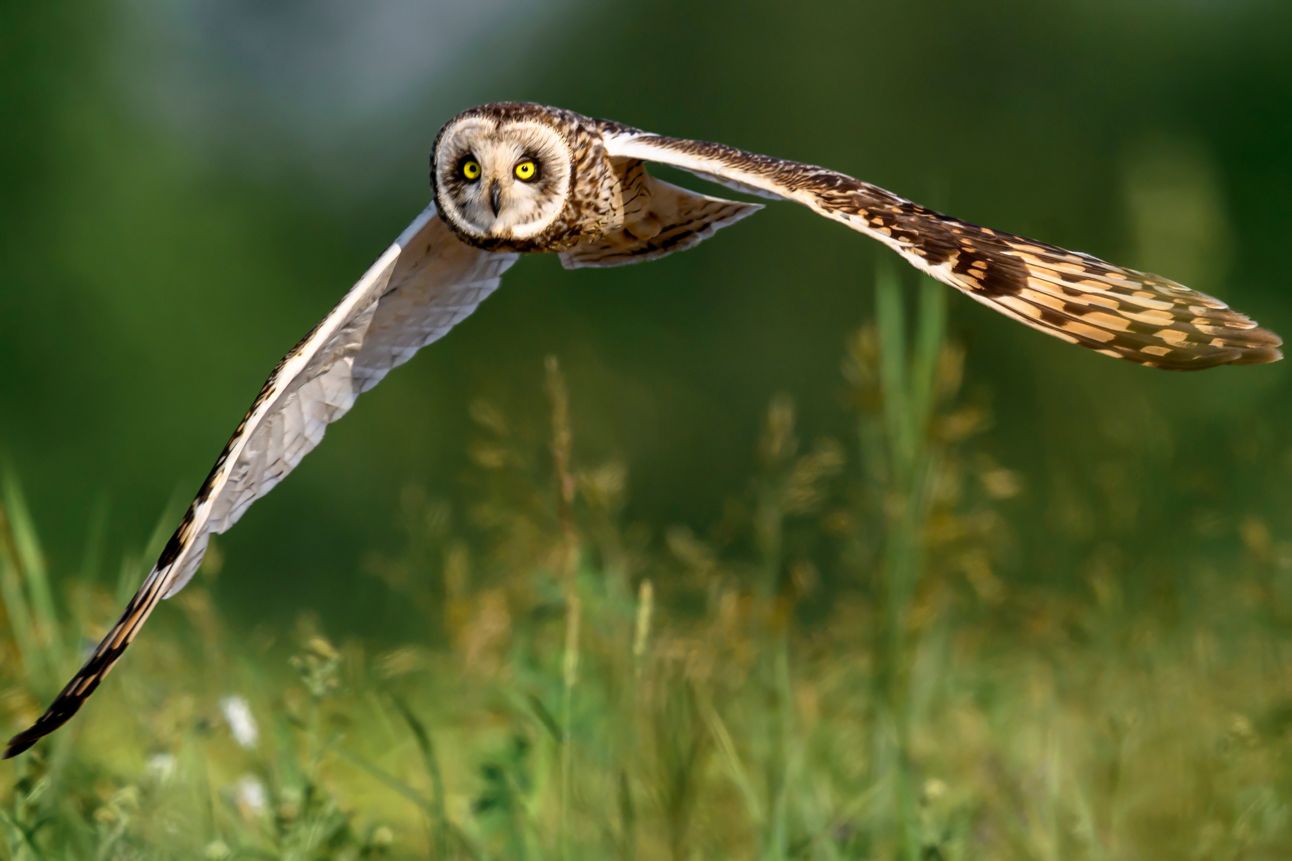 Слеток болотной совы. Wildlife photography by Sergey Puponin