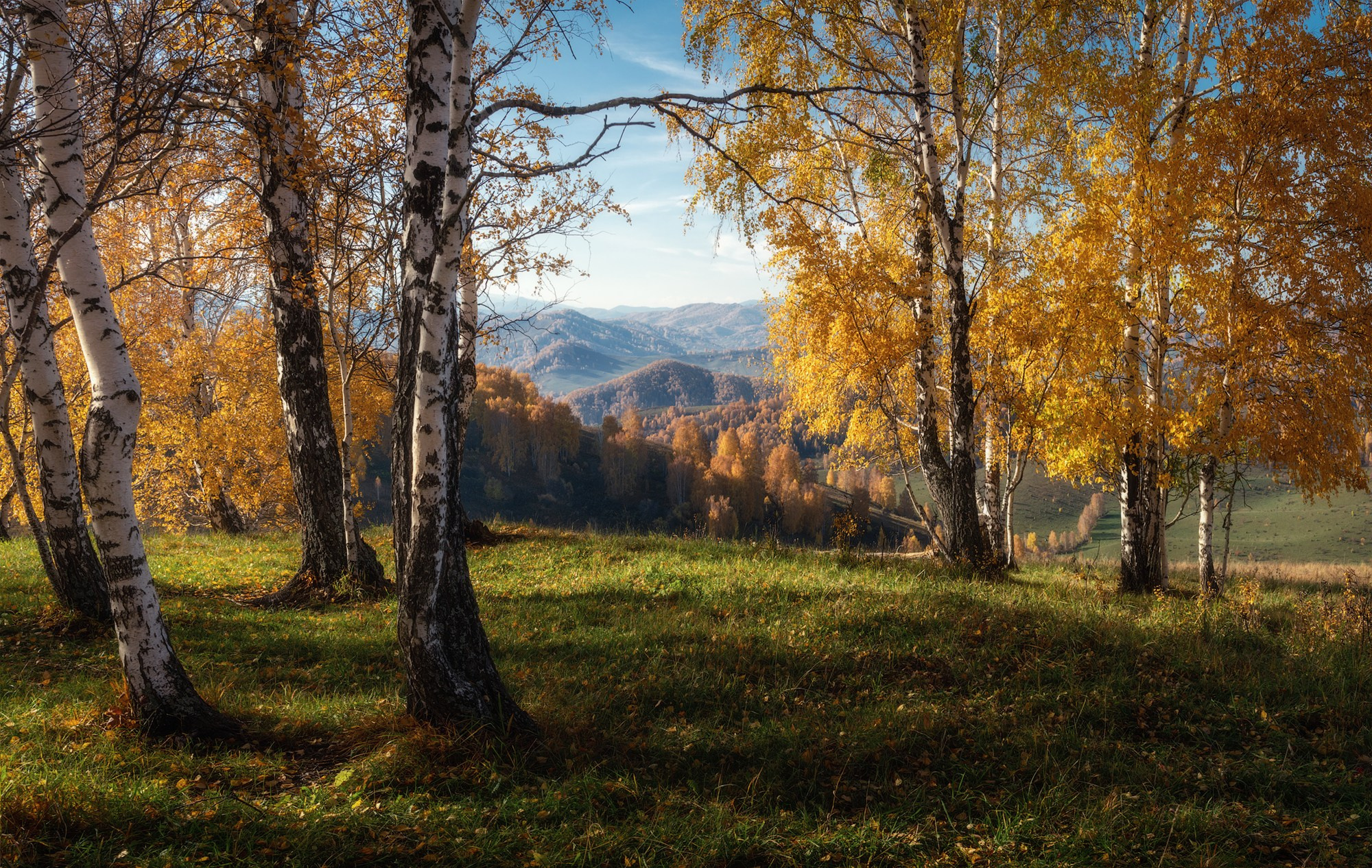 Золотые берёзы Солонешья. Солонешенский район, октябрь 2023