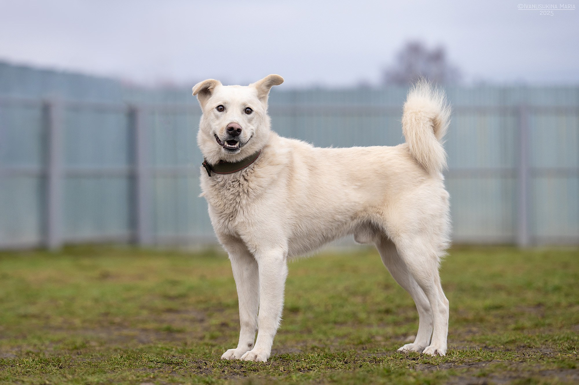 Пиарные фотосессии собак на пристройство. Фотограф собак в Москве и Московской области Иванушкина Мария