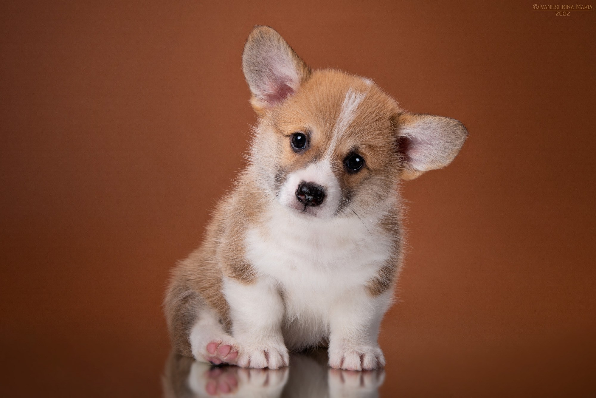 Фотосессия щенков на фонах. Фотограф собак в Москве и Московской области Иванушкина Мария