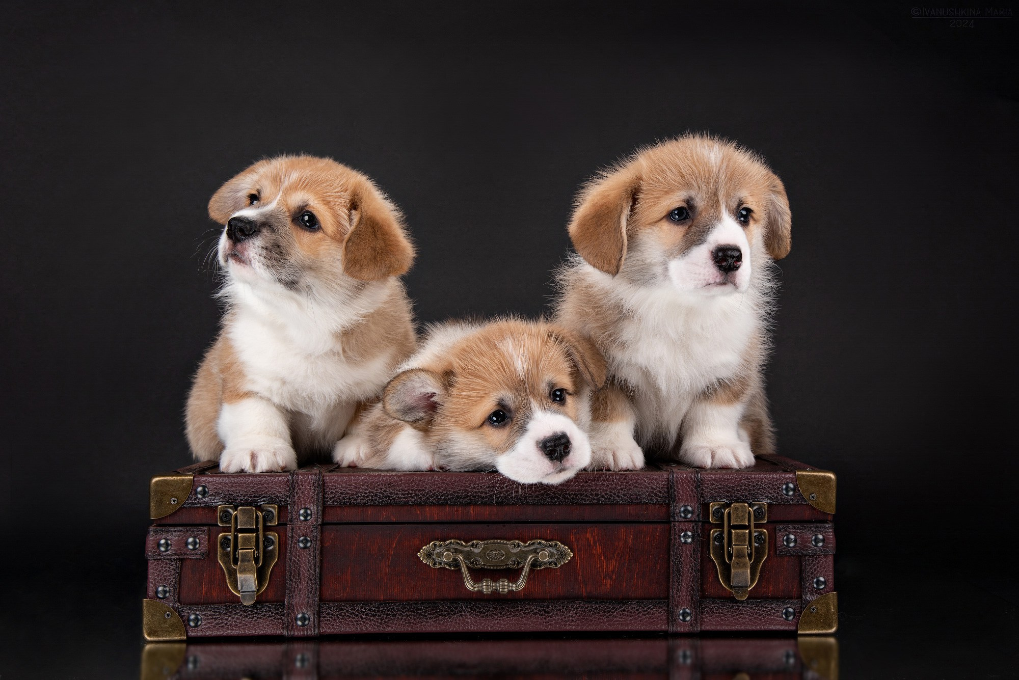 щенки вельш корги