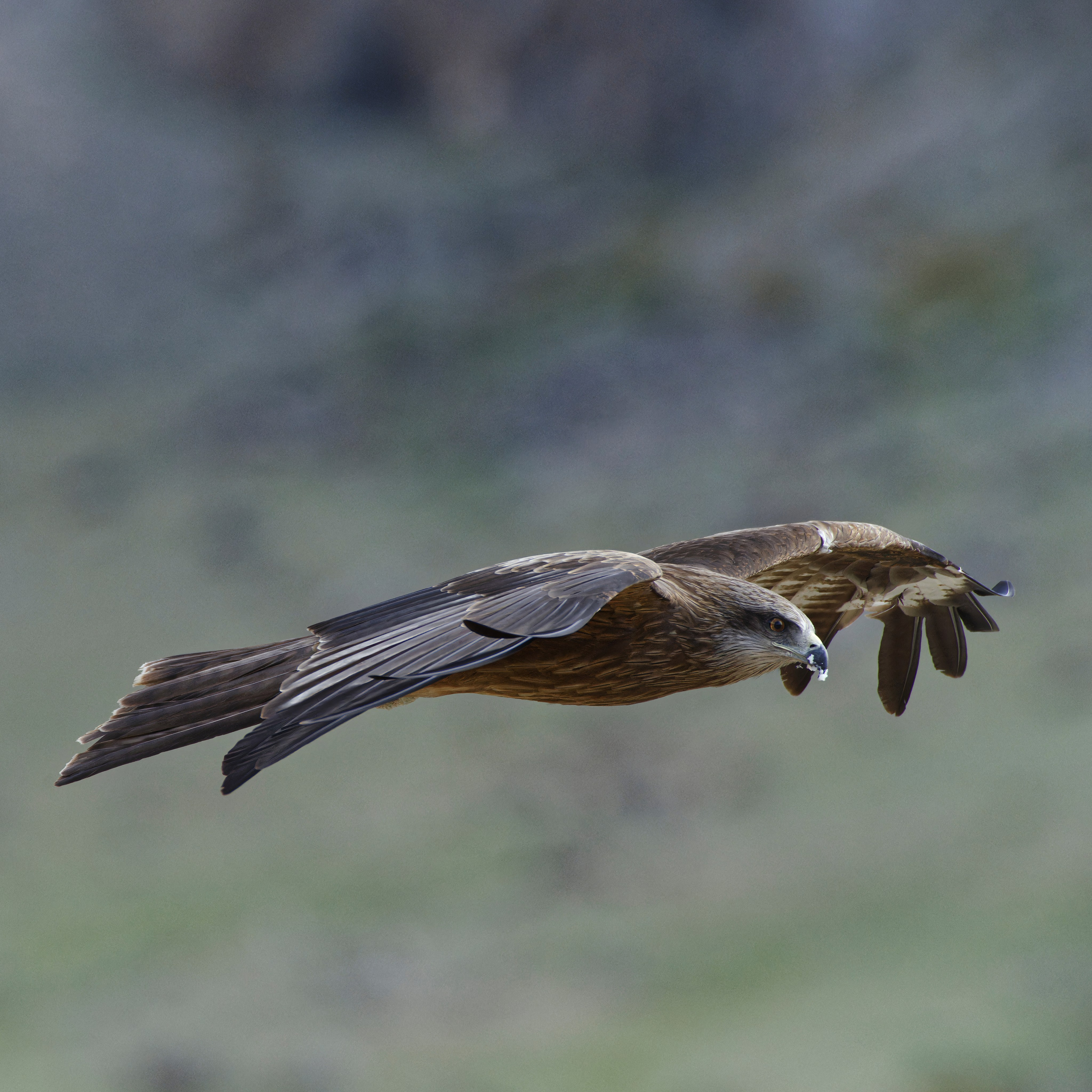 Экспедиция в Монголию (котловина больших озер). Семоха Валерий. Фотограф