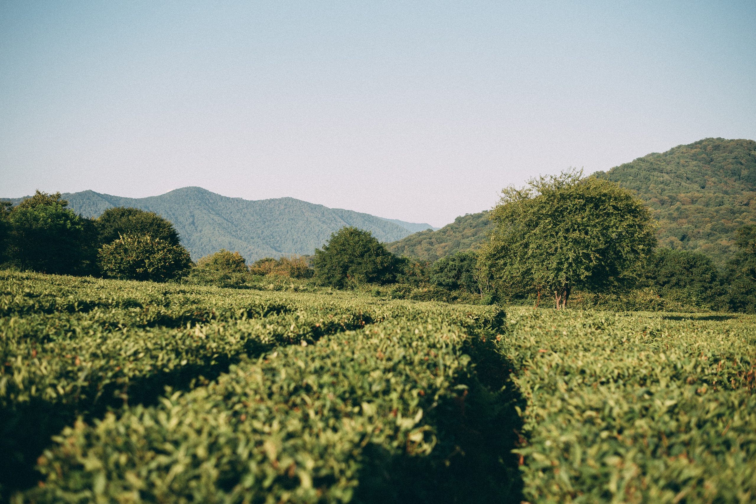 Фотосъемки в горах на чайных плантациях Сочи. Фотограф в Сочи — Маргарита Поганова