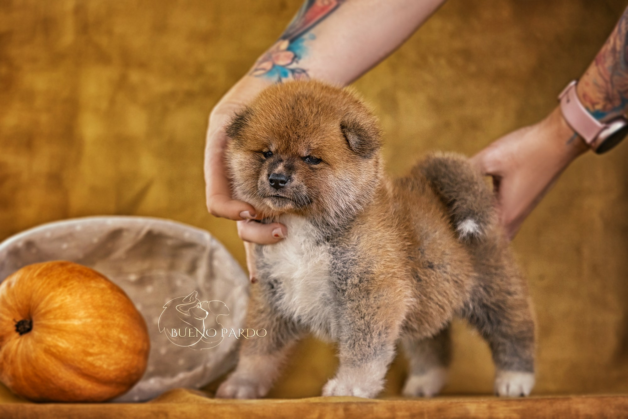 Щенки японской акита ину из питомника. Питомник собак Акита, Хаски, Корги