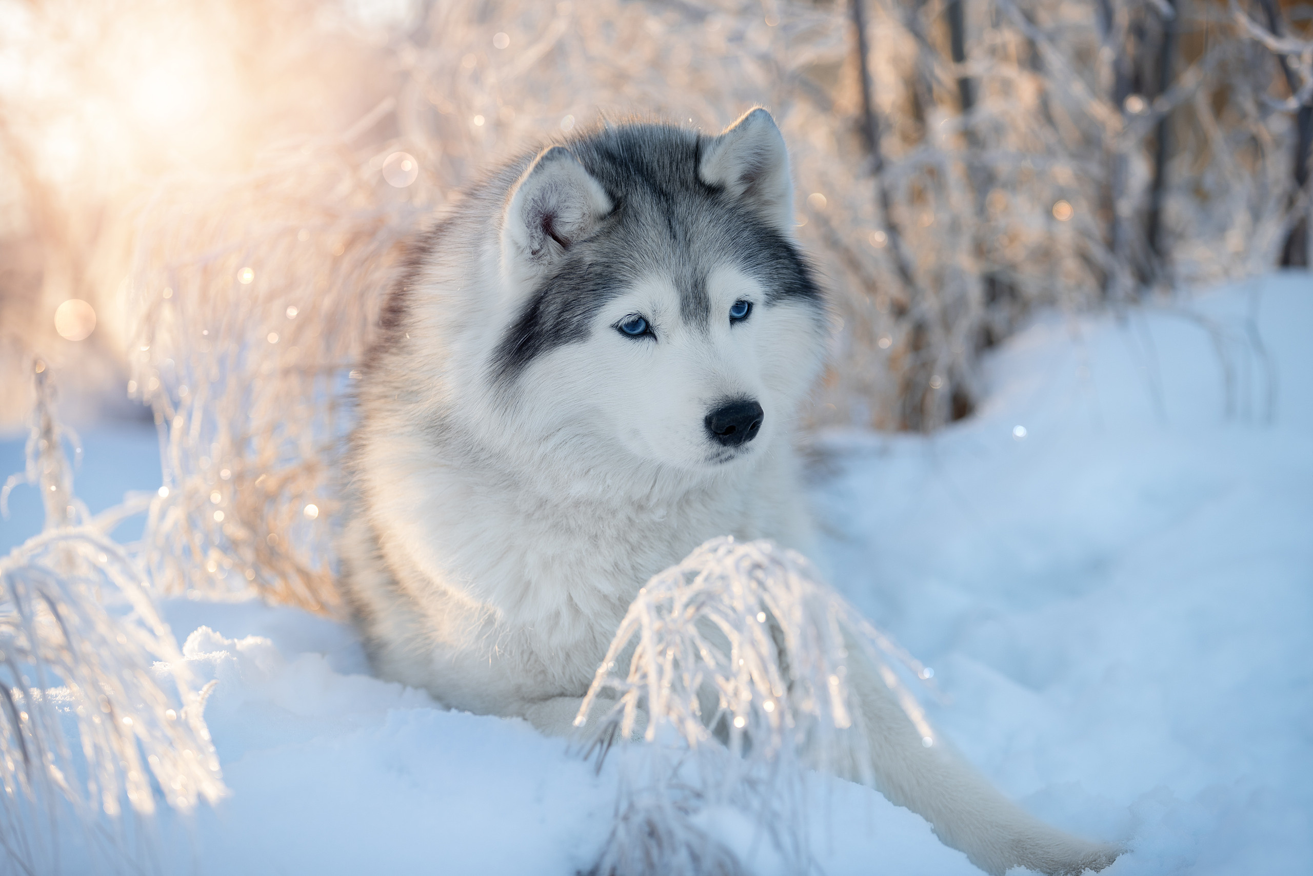 Фотограф анималист в Санкт-Петербурге Светлана Писарева