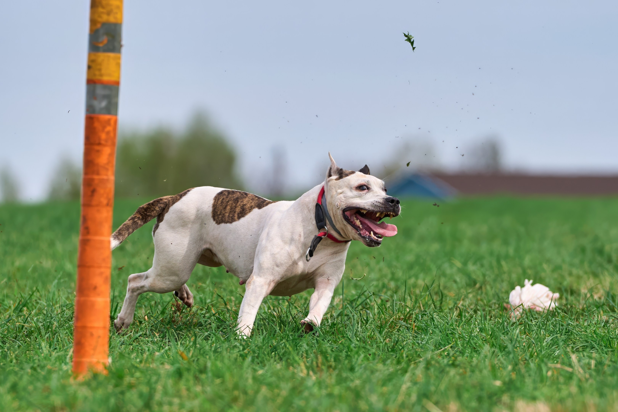 Тренировка по курсингу «на Ярославке». Фотограф-анималист Михаил Манухин