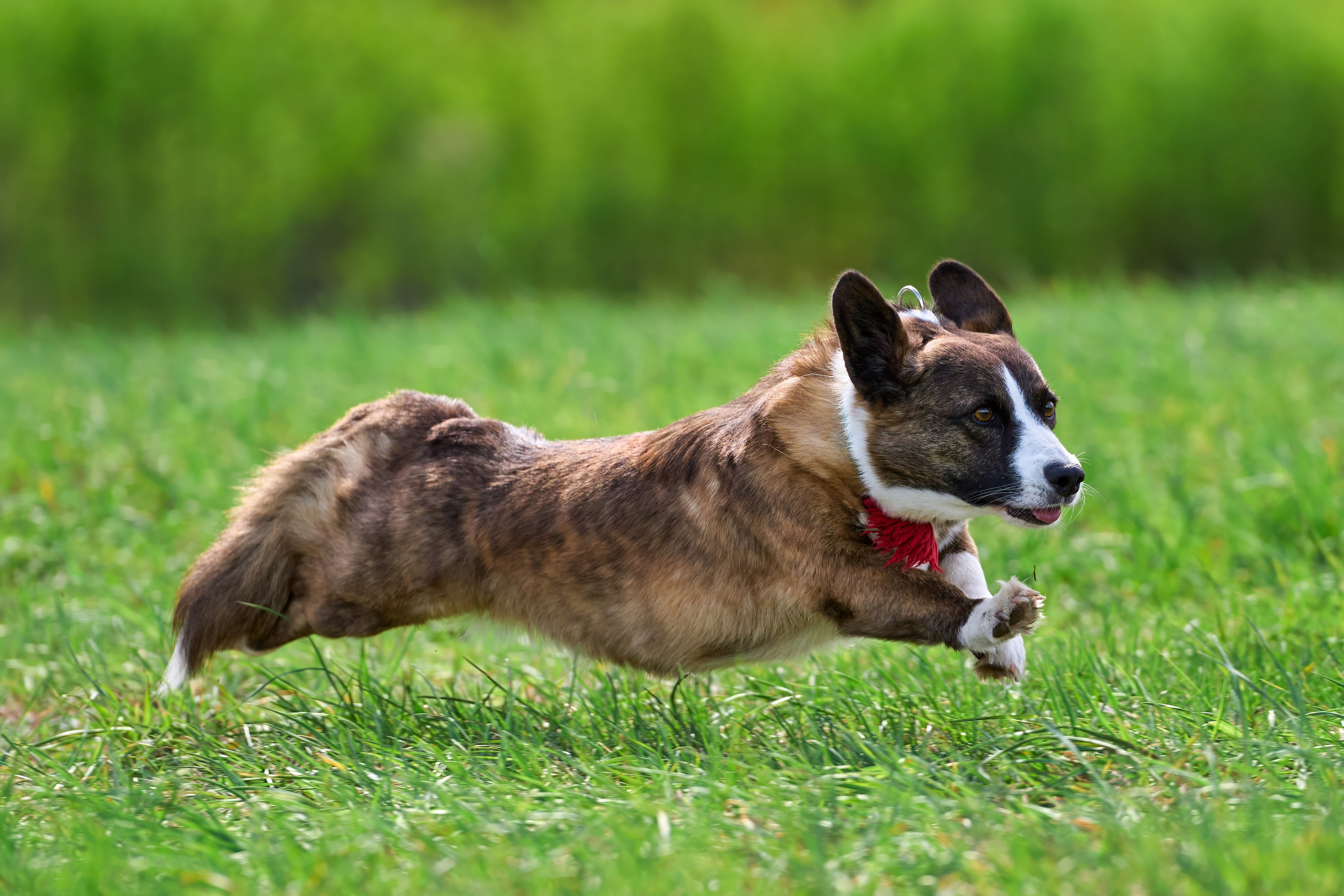 Тренировка по курсингу «на Ярославке». Фотограф-анималист Михаил Манухин