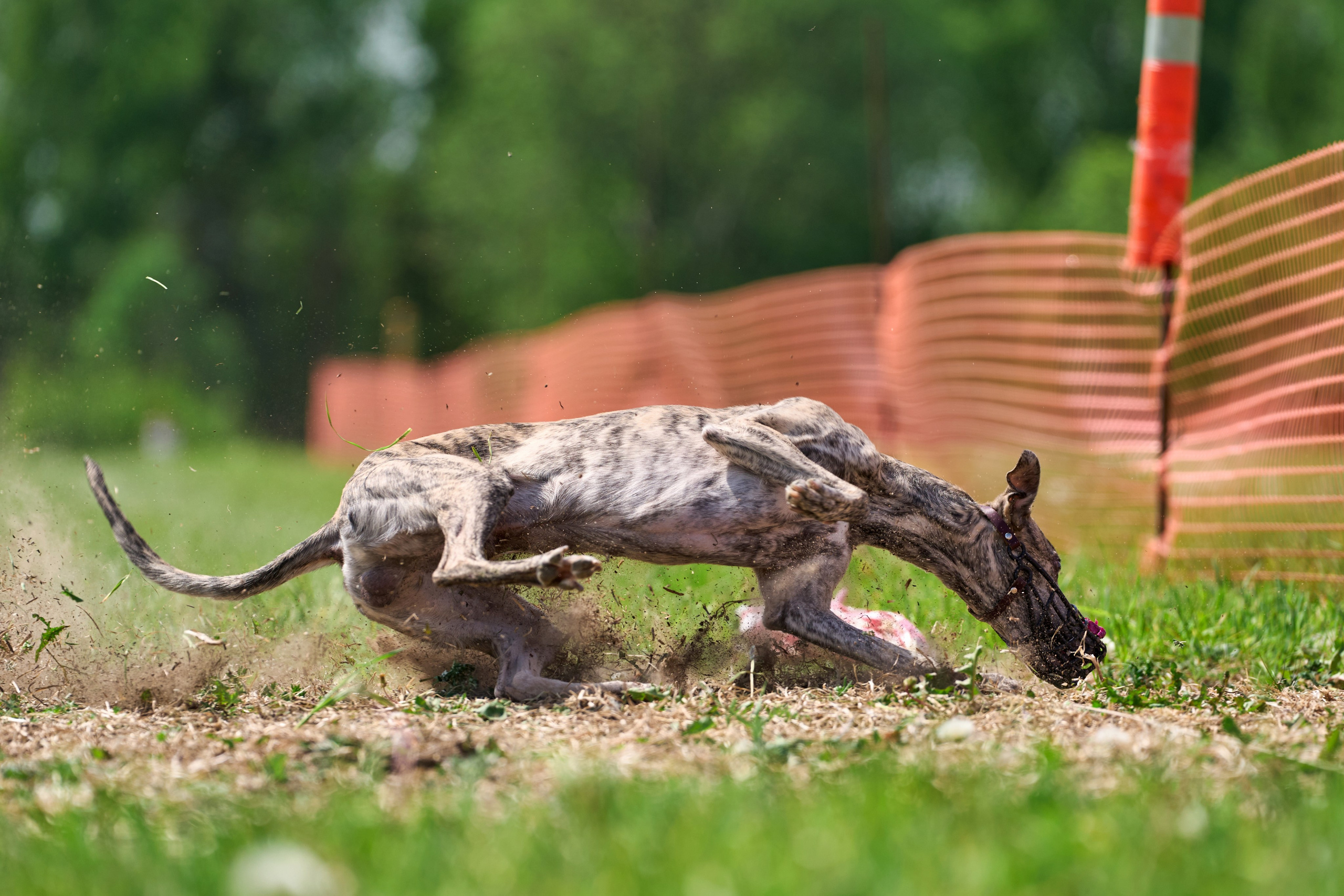 Квалификация по рейсингу. РАЛББ и Курсинг на Ярославке. Фотограф-анималист Михаил Манухин