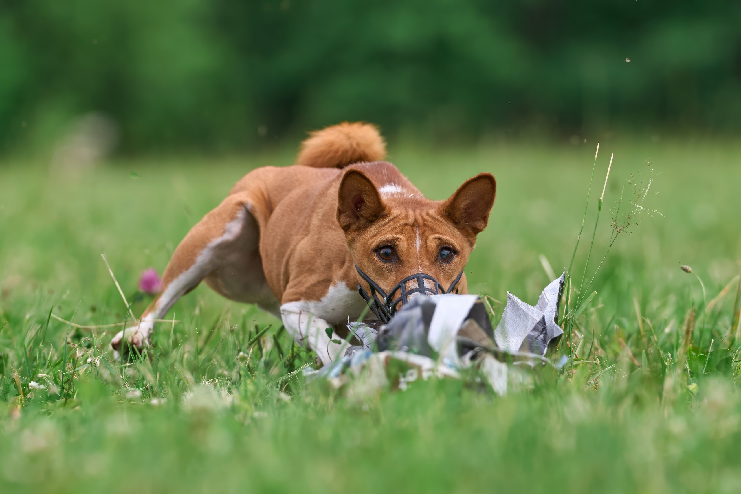 Тренировка по курсингу в Донино. Фотограф-анималист Михаил Манухин