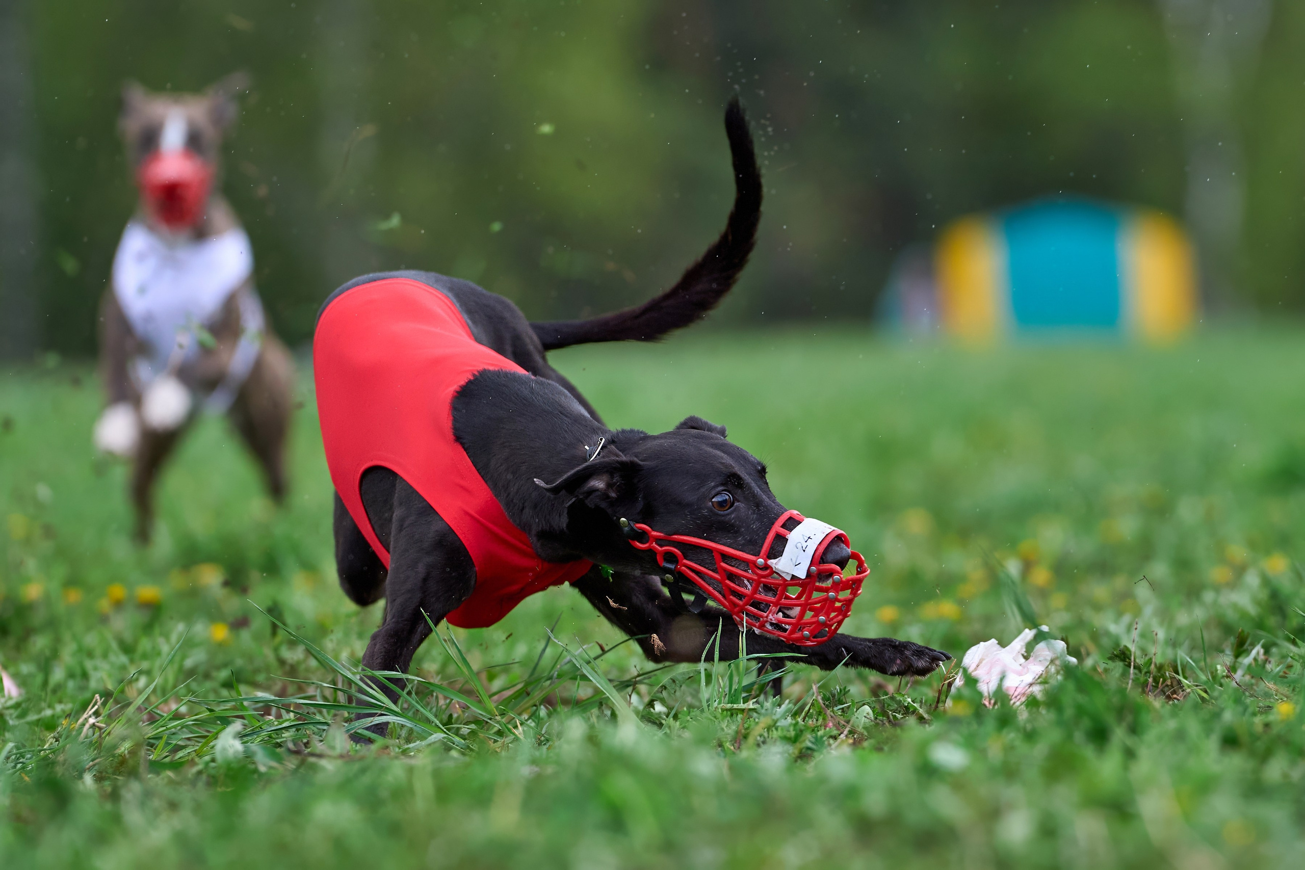 ПЧРКФ по курсингу. Фотограф-анималист Михаил Манухин