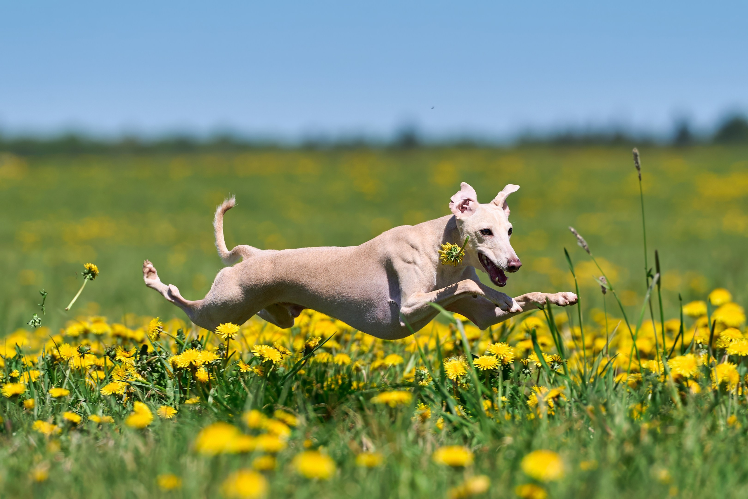 Тренировка по курсингу «на Ярославке». Фотограф-анималист Михаил Манухин
