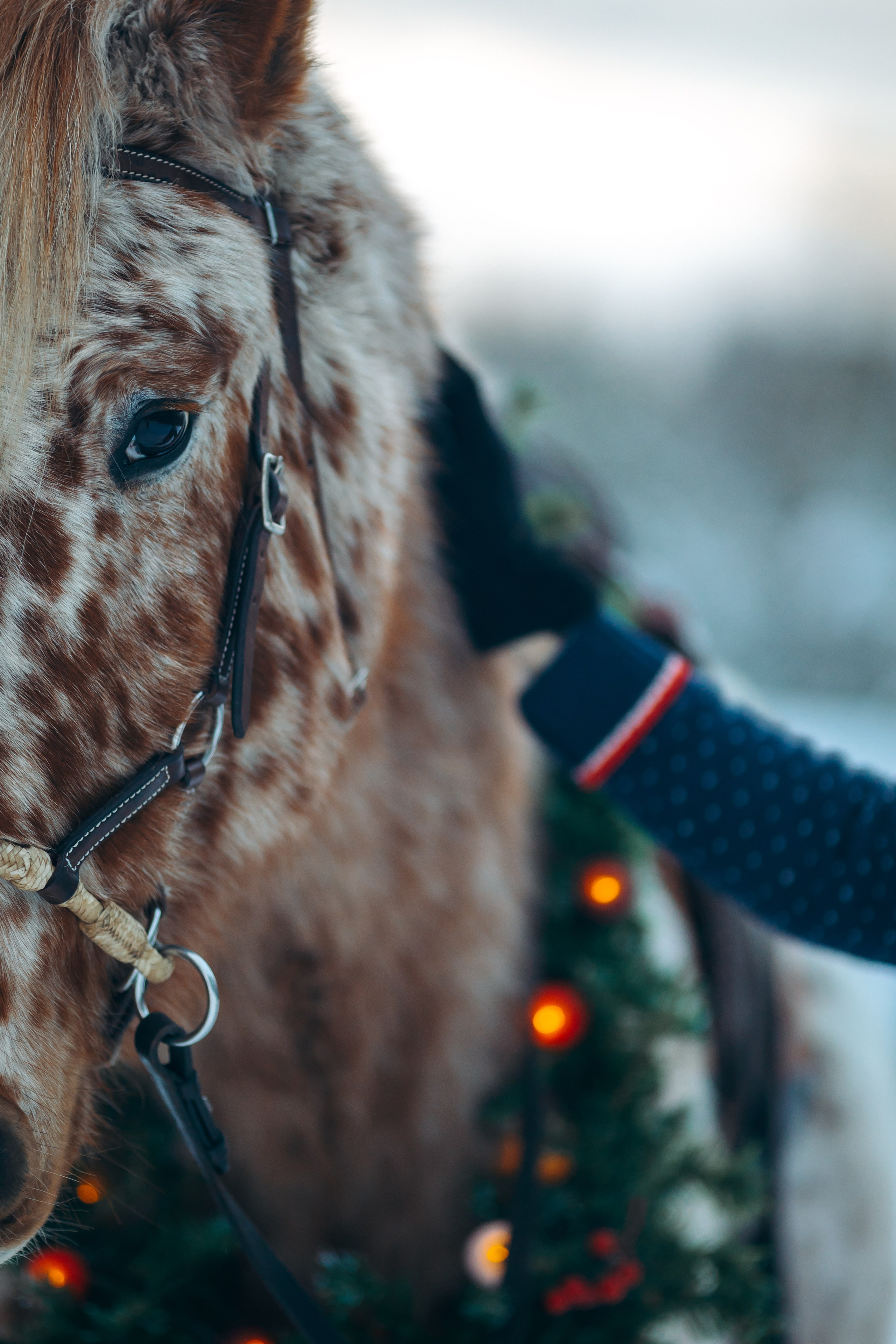 Тариф новогодний 2024. Анна Молчанова конный фотограф в Тюмени | фотосессии с лошадьми Тюмень