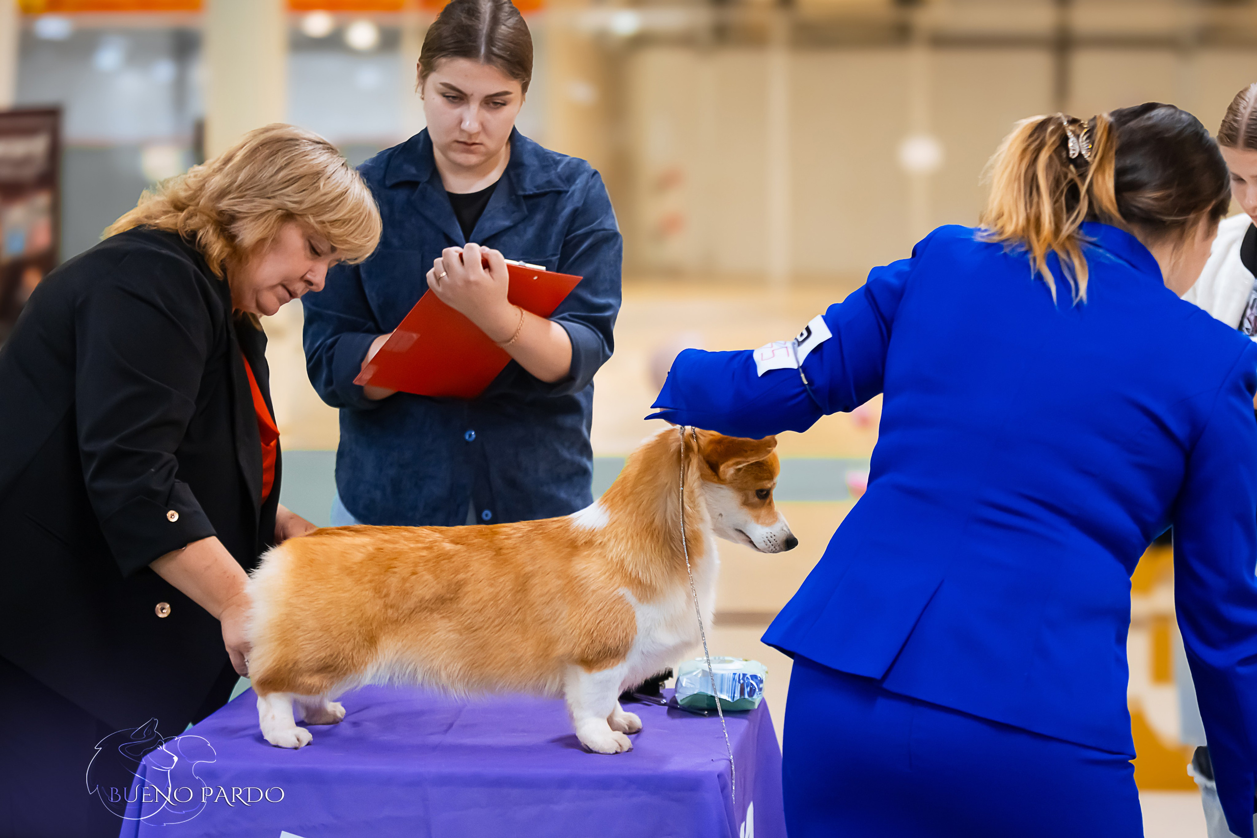 Собаки питомника Bueno Pardo. Питомник собак Акита, Хаски, Корги
