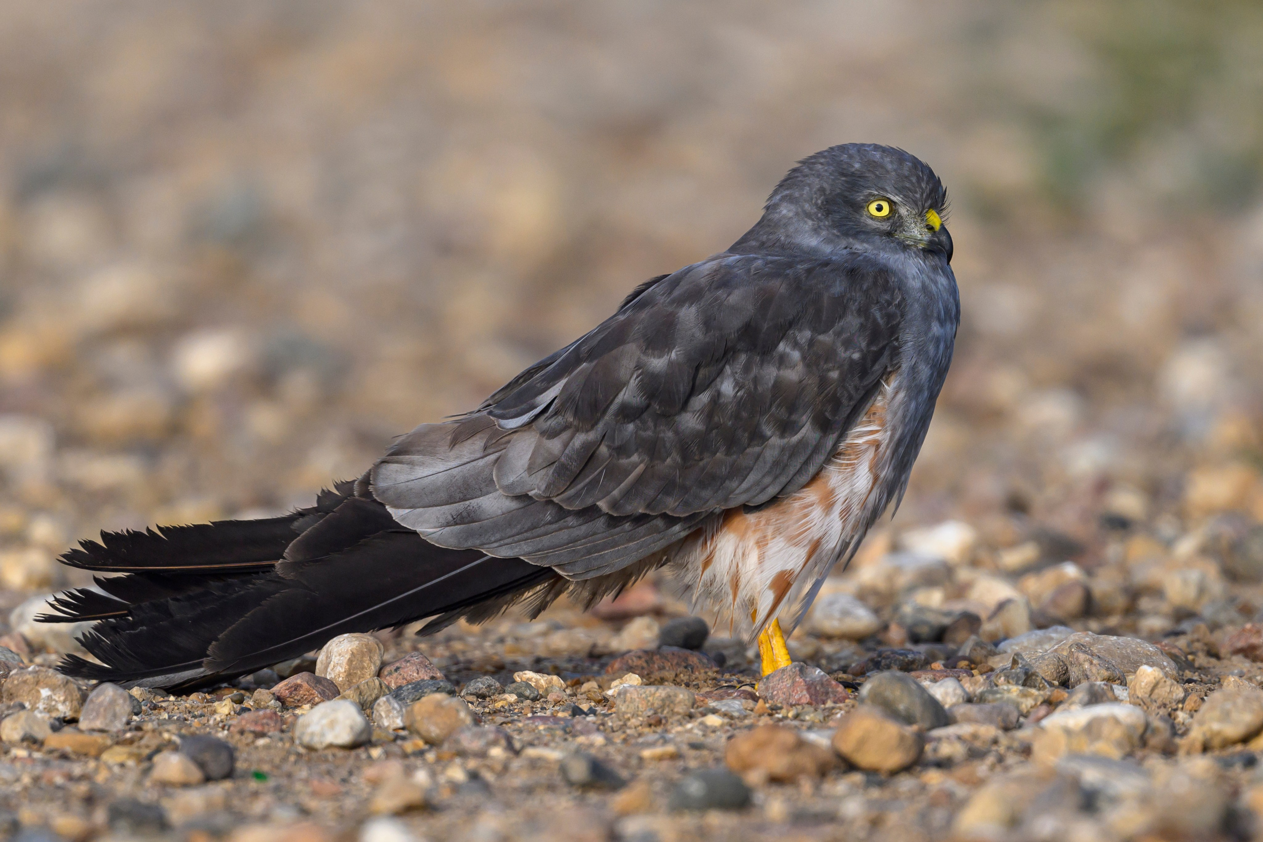 Луговой лунь. Montagu's Harrier. Фотограф Сергей Пупонин