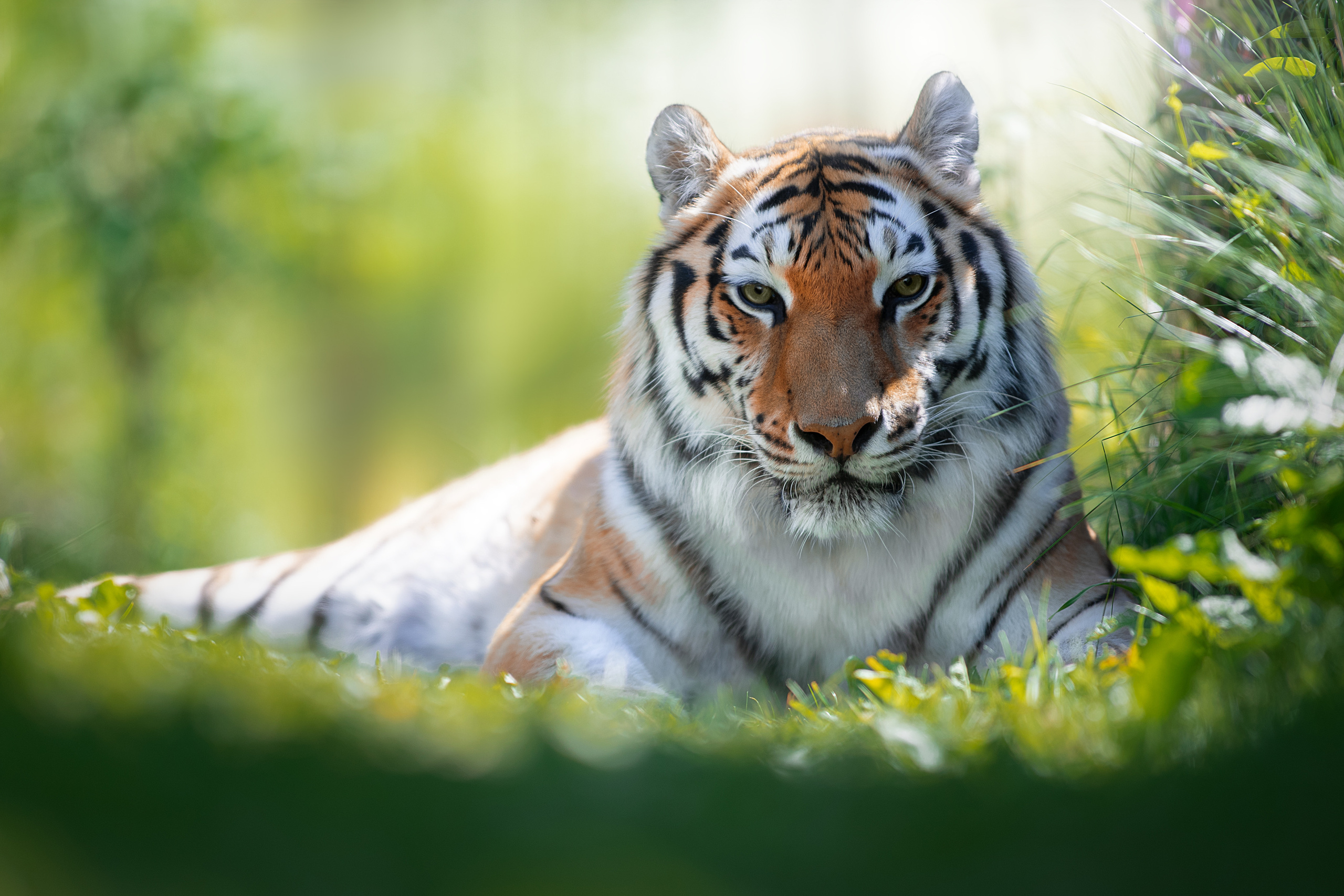Фотограф анималист в Санкт-Петербурге Светлана Писарева