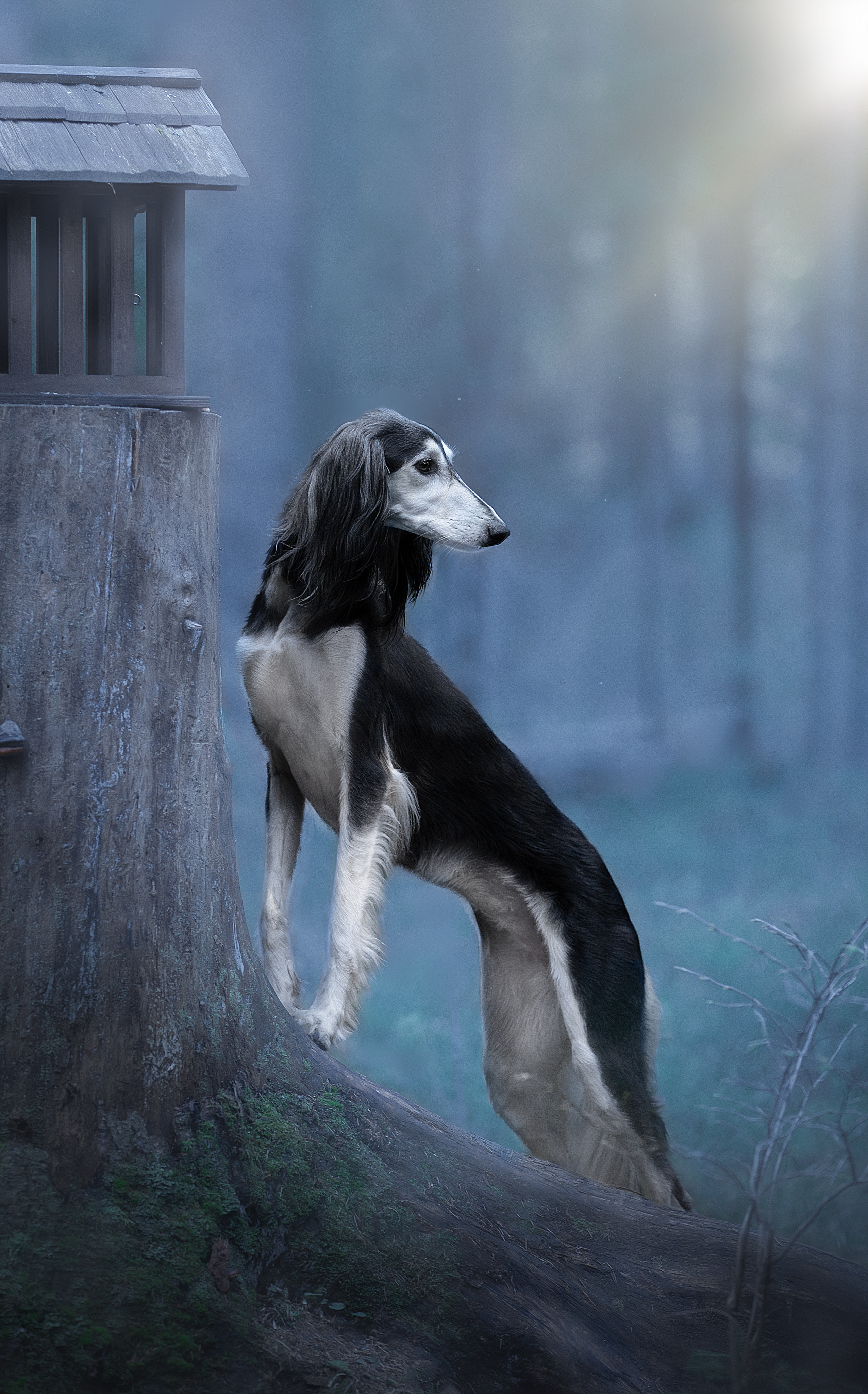 Фотограф анималист в Санкт-Петербурге Светлана Писарева