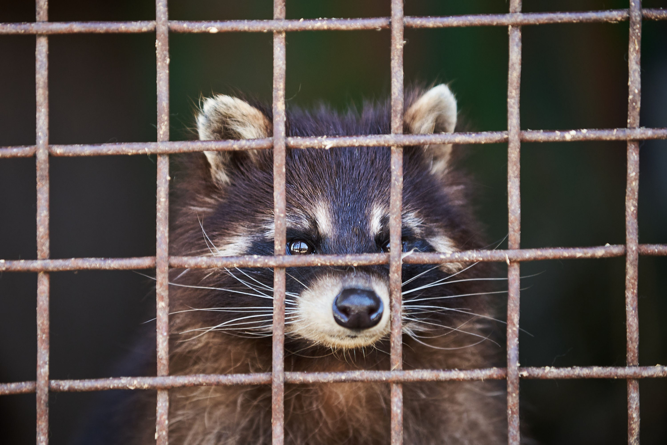 Зоопарк Иваново. Фотограф в Иваново: Каталожная съемка одежды и постельного белья, Wildberries