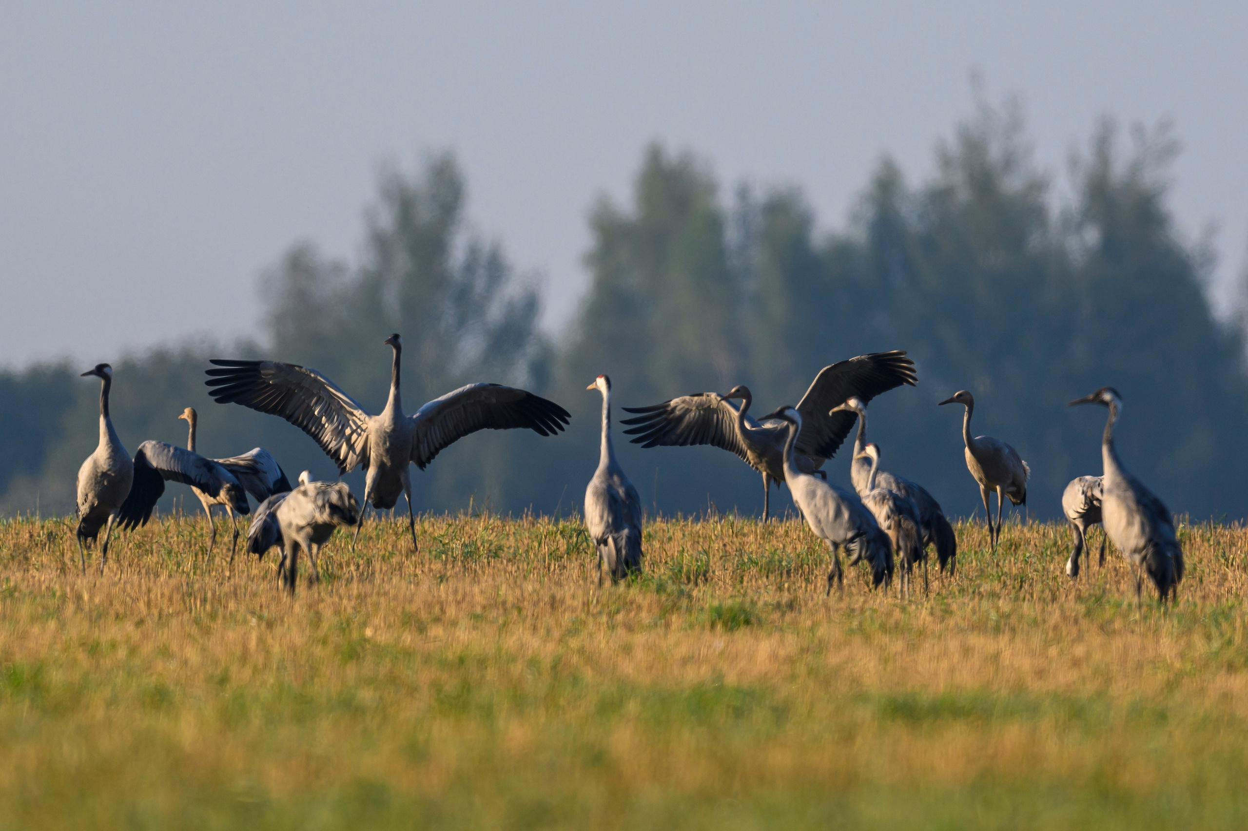 Танцы журавлей. Dances of the Cranes. Фотограф Сергей Пупонин