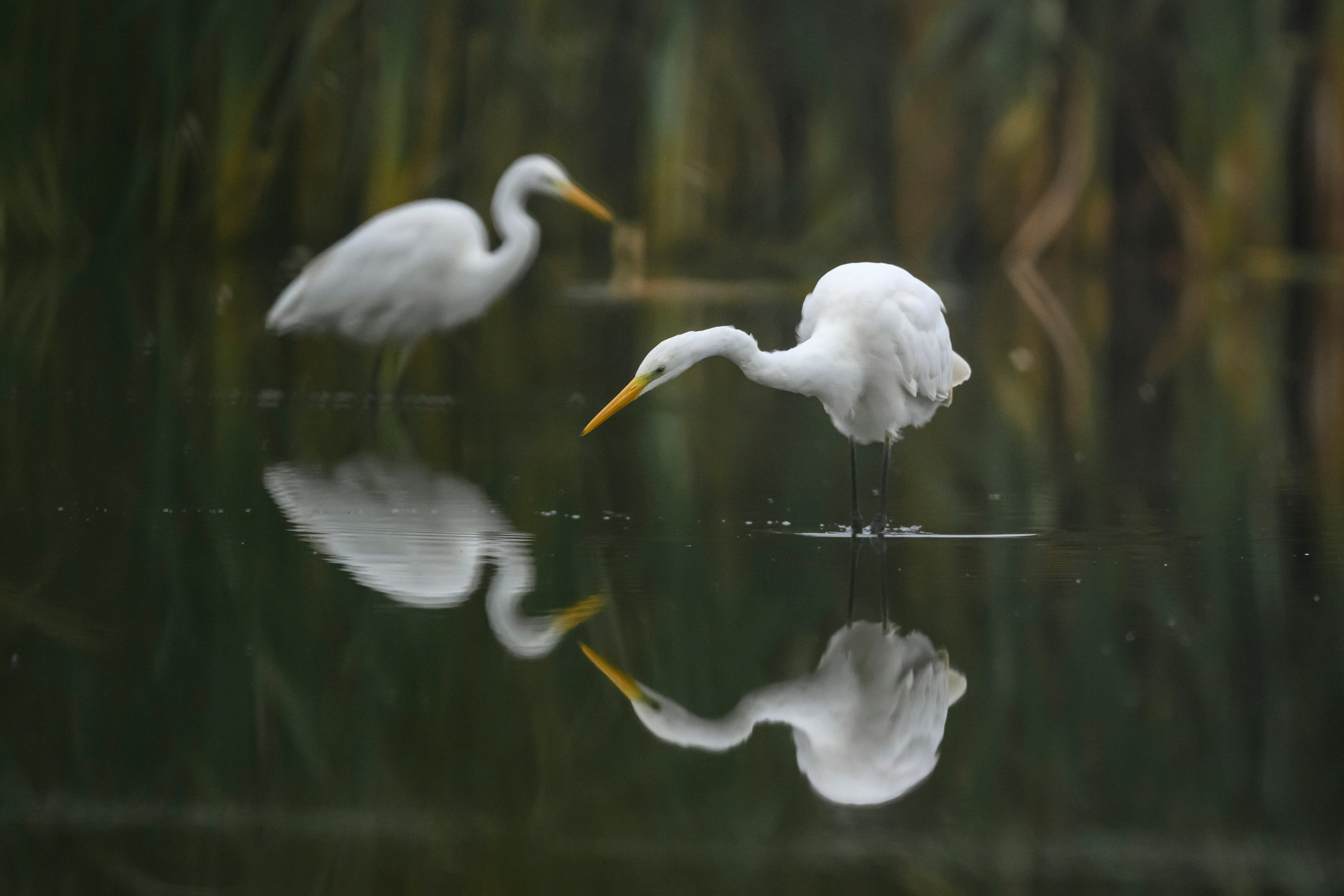 Цапли VIII. Фотограф Сергей Пупонин