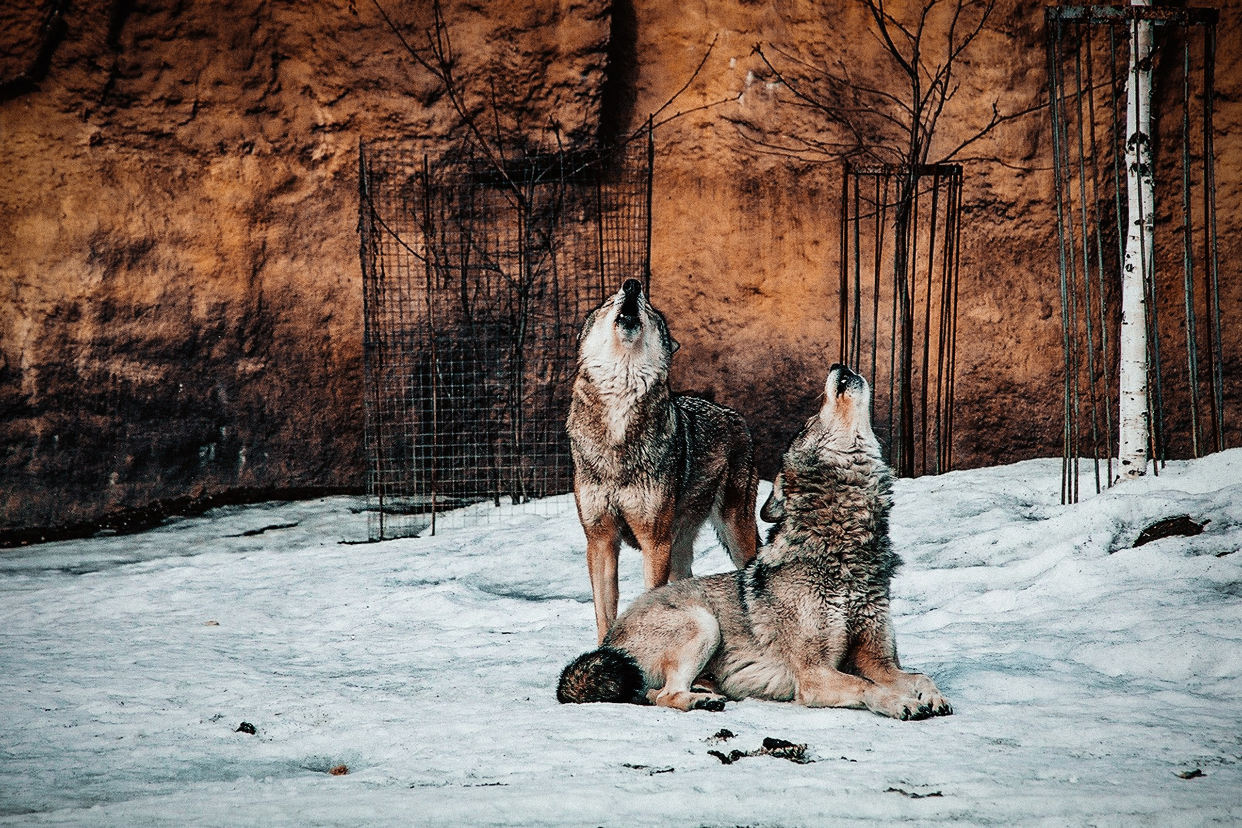 Снимки из прошлого. Фотограф в Москве, Георгий Бучукури