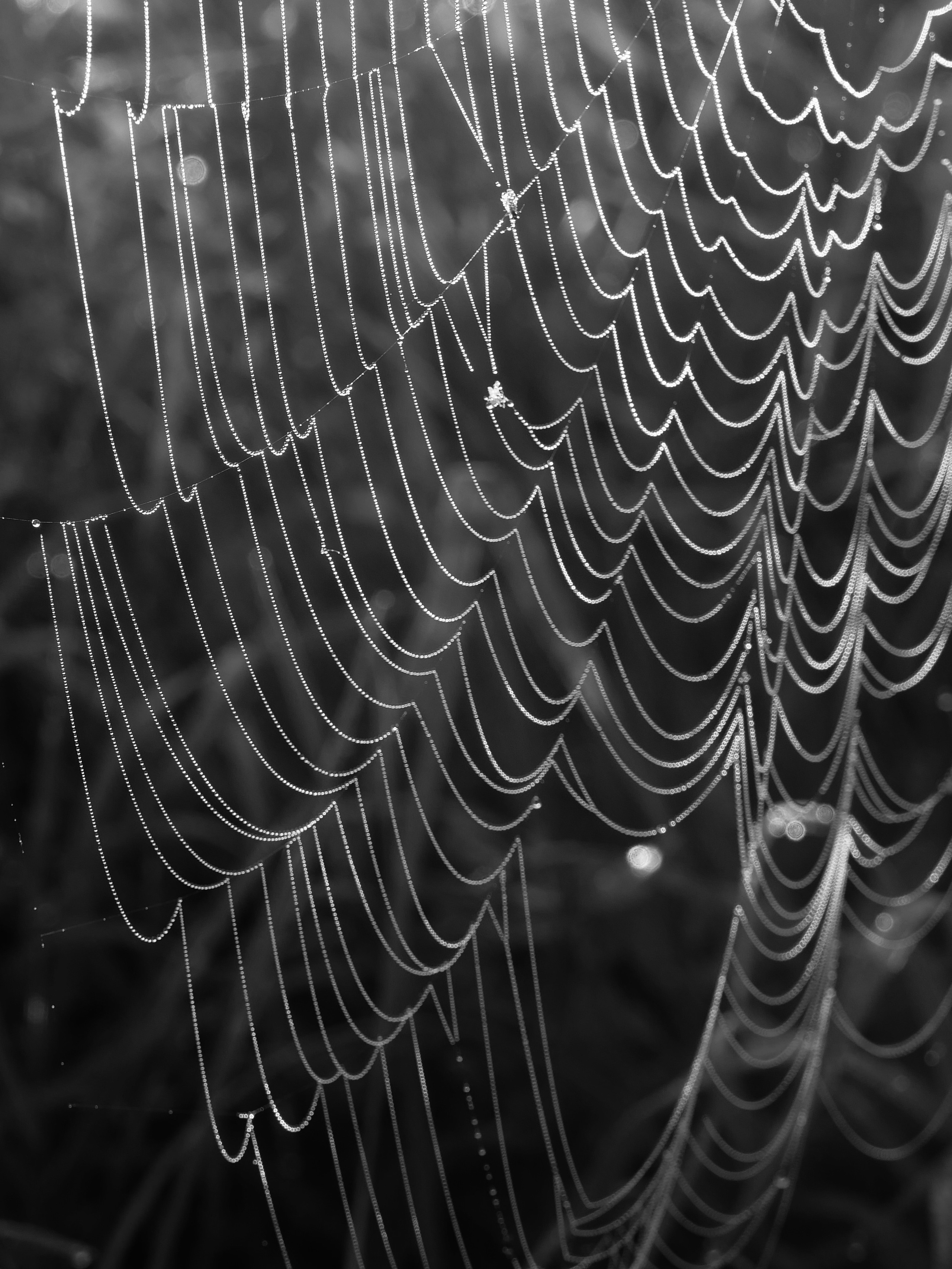 Принты. Марина Горбатова. Фотограф