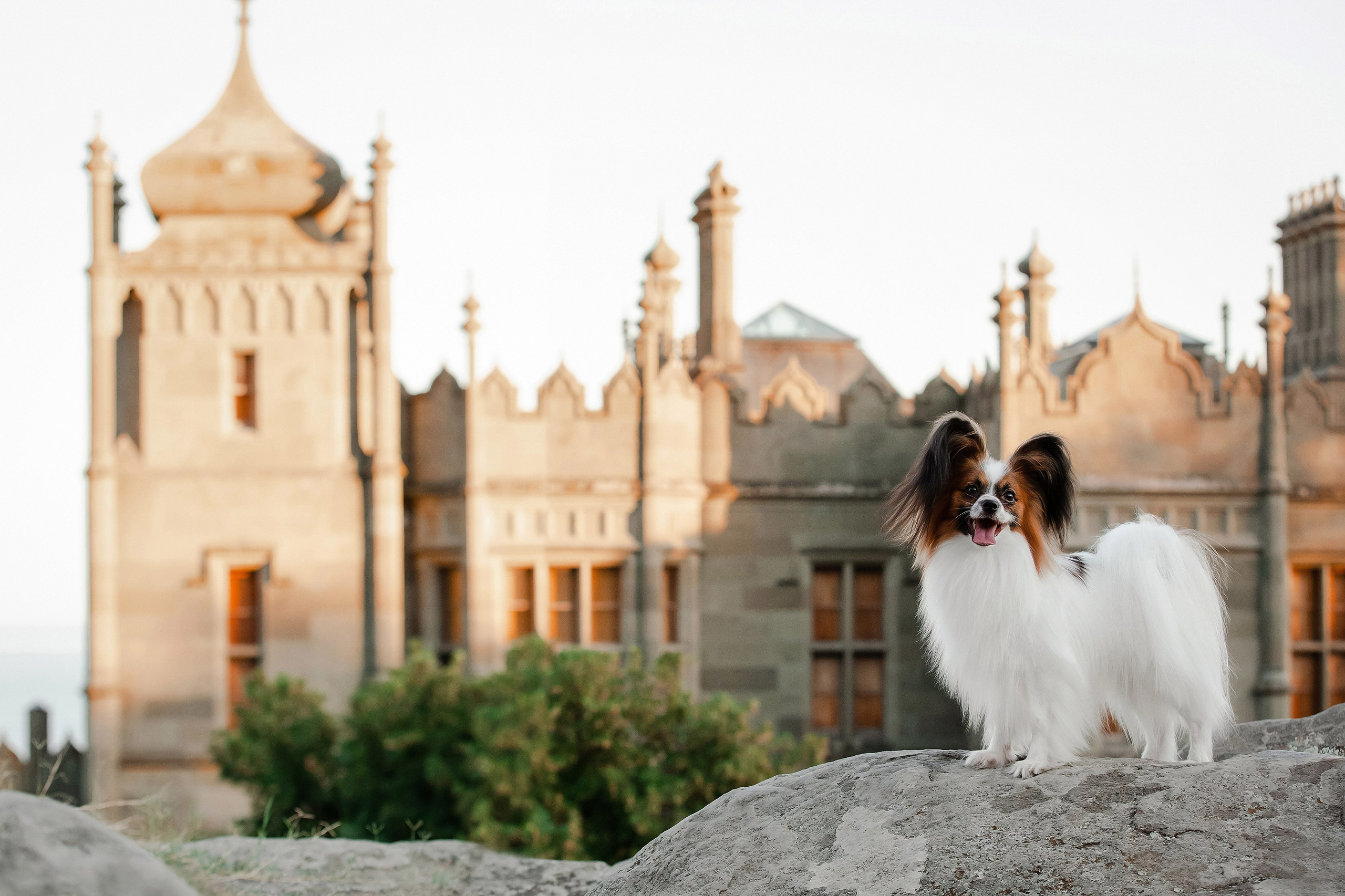 Фотограф-анималист в Краснодаре Маша Мельникова