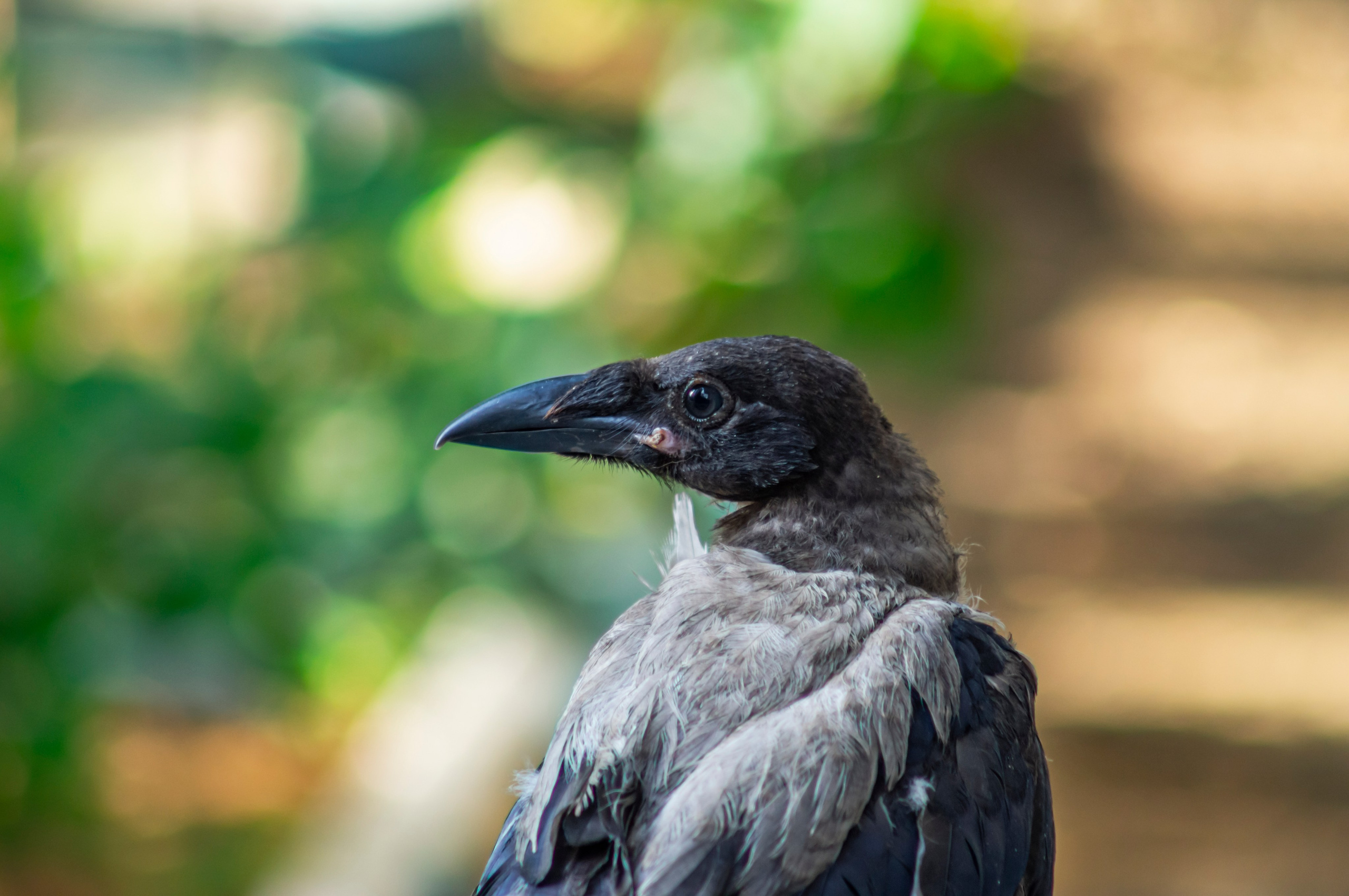 Ворона. Донеал Скнарь — концертный фотограф
