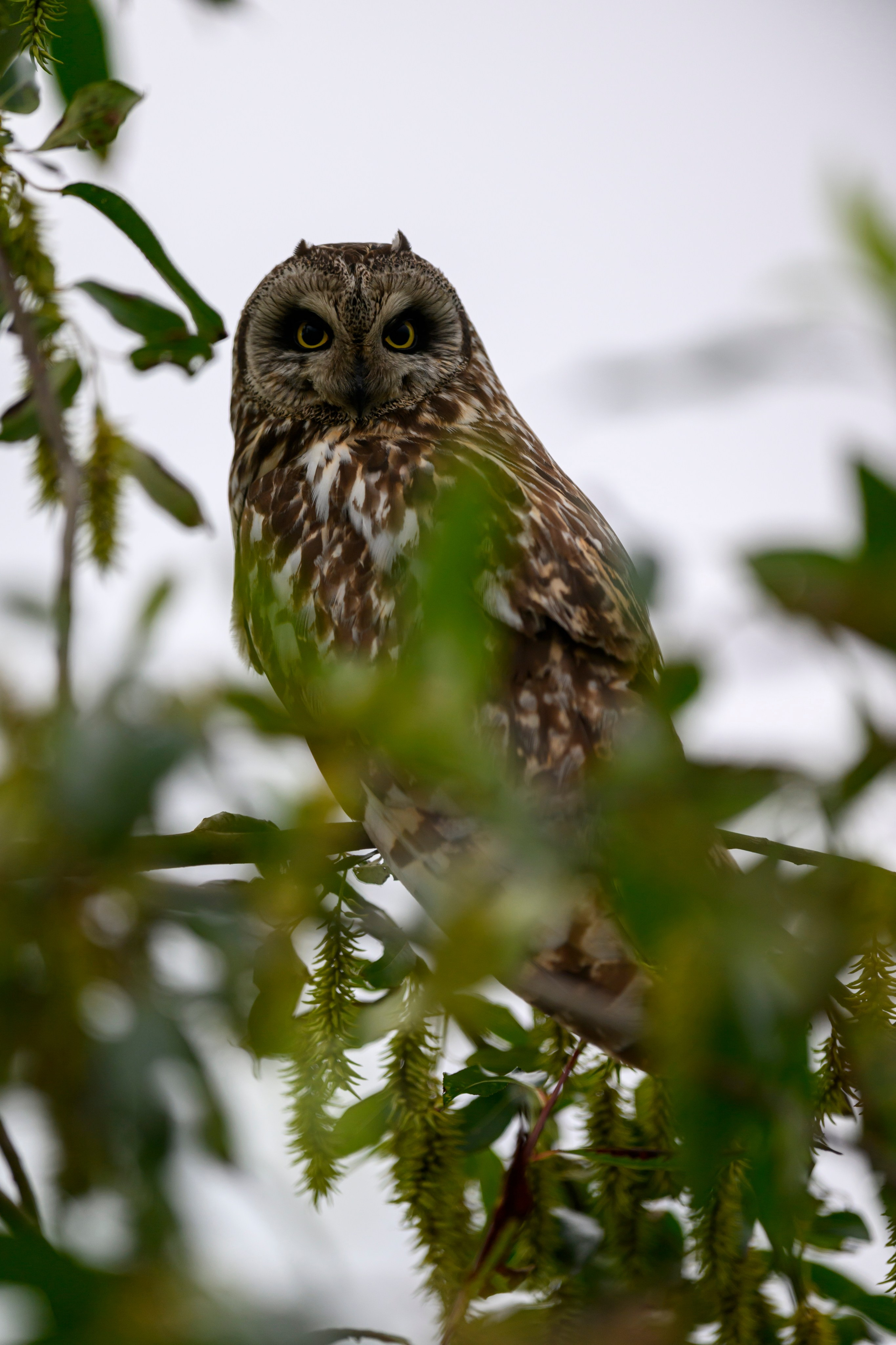 Сова и лунь. The Owl and the Harrier. Wildlife photography by Sergey Puponin