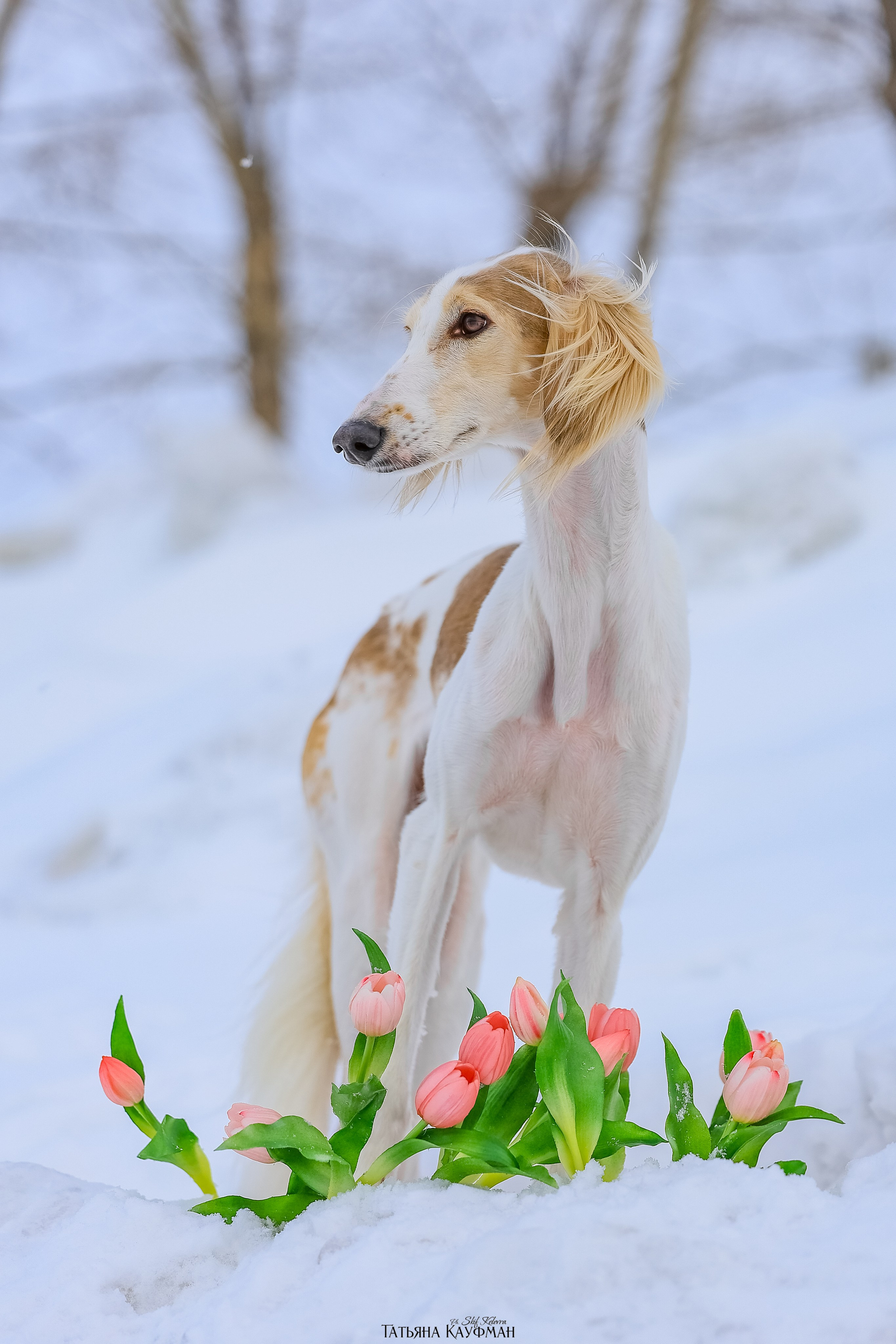 Салюки Флай и Лира. Фотограф Анималист из Новосибирска Татьяна Кауфман