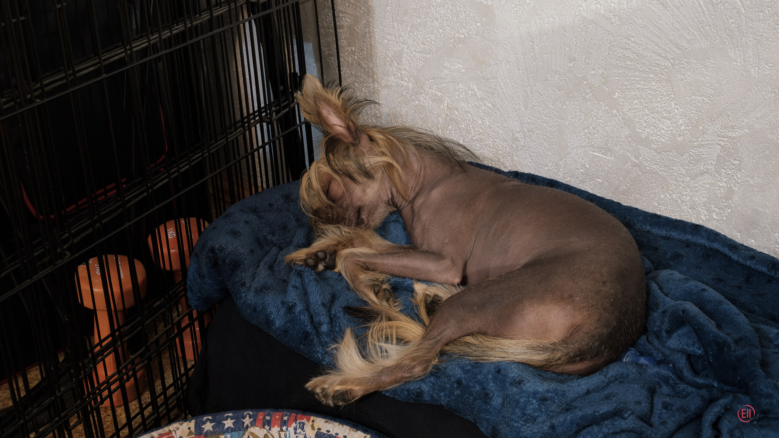 Ashantal Emmanuel Poale Ell. Chinese Crested Dog Kennel Poale Ell