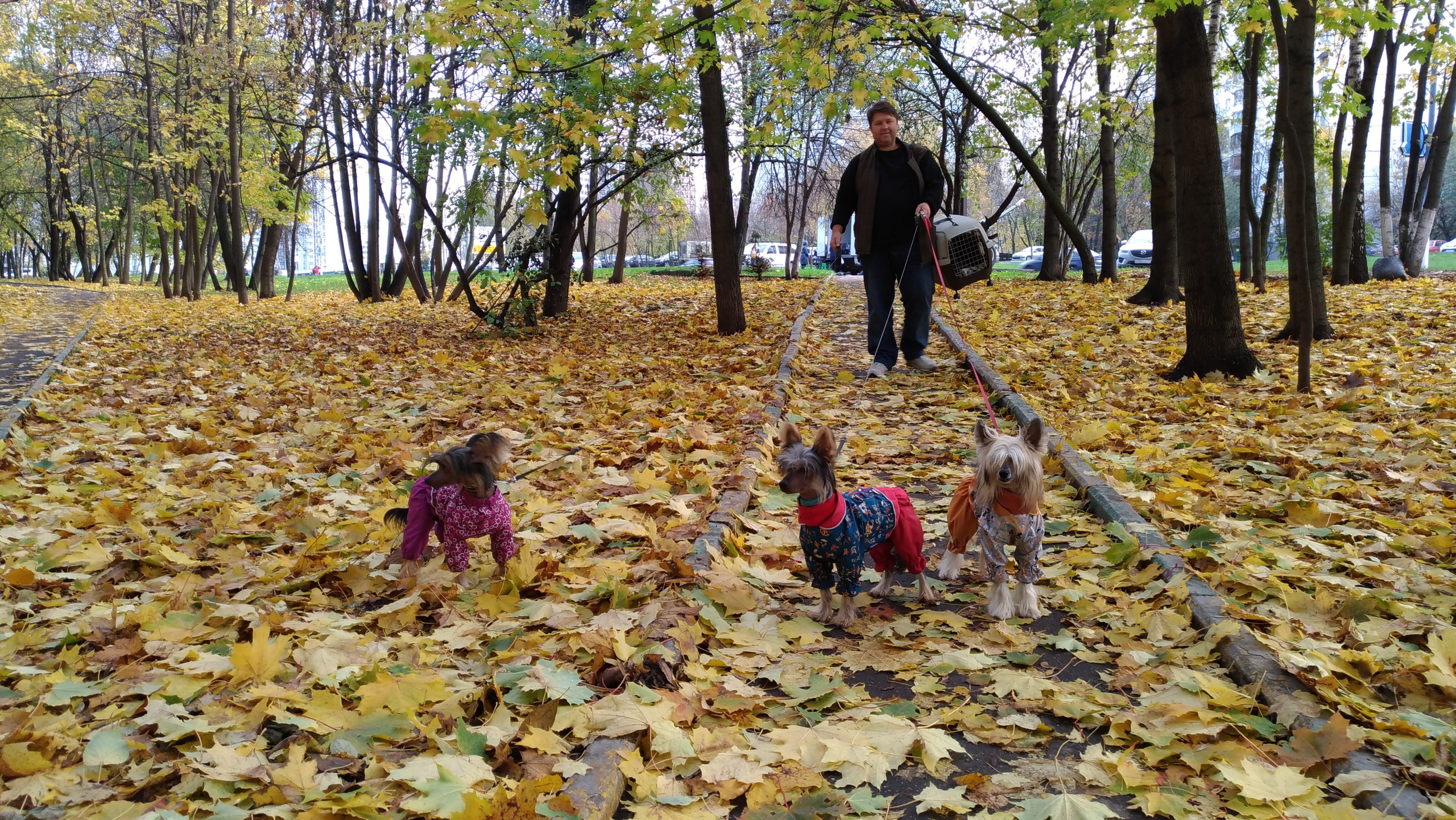 Dolzhanskaya Spit. Chinese Crested Dog Kennel Poale Ell