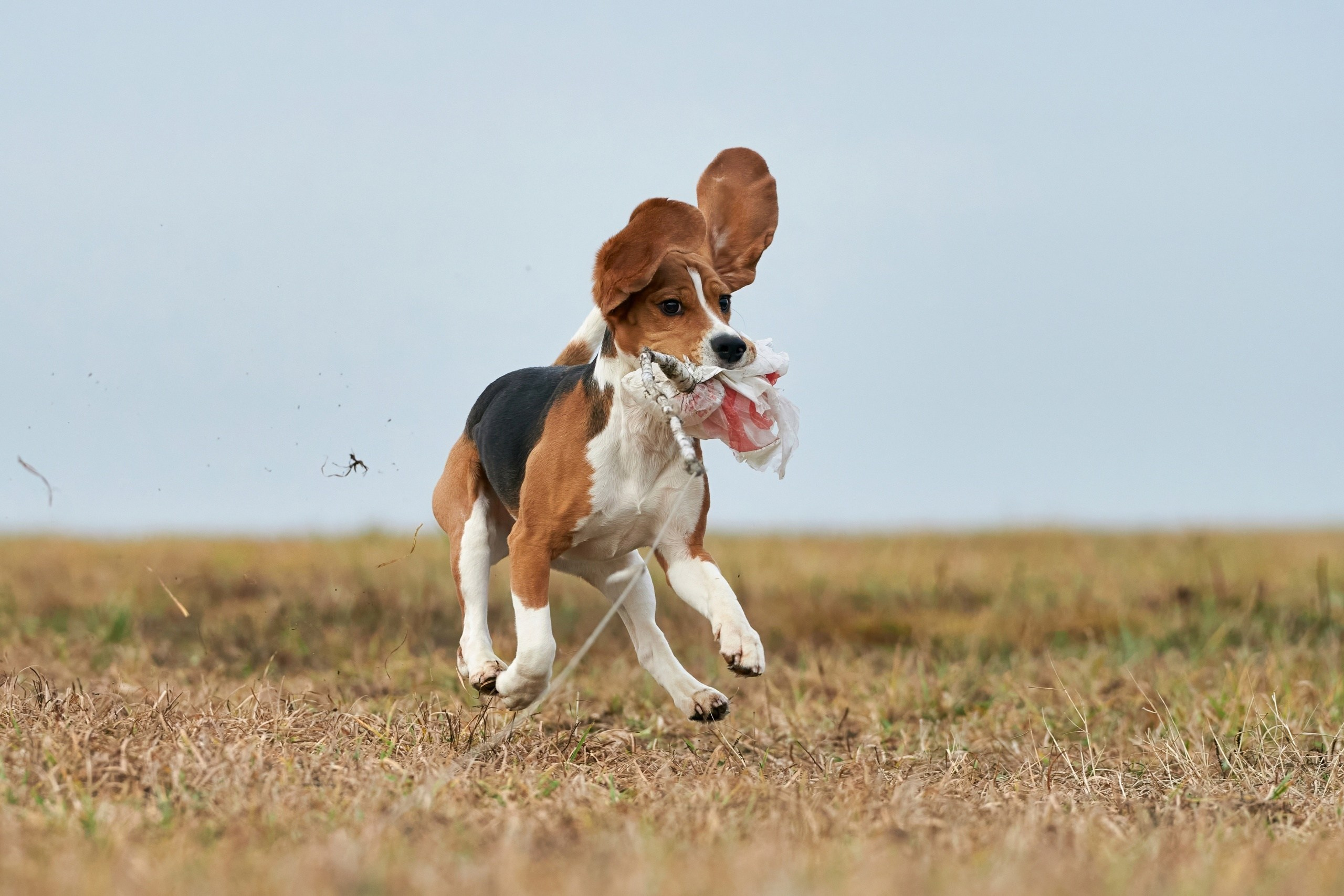 Состязания свор «Тройки». Фотограф-анималист Михаил Манухин